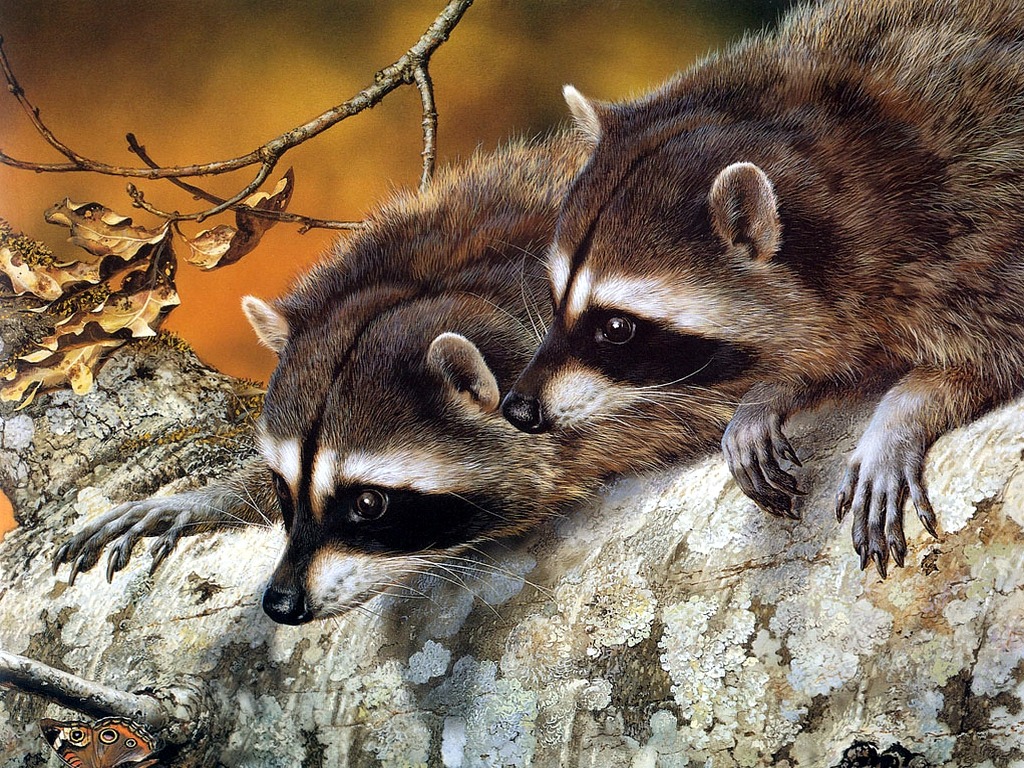 Raccoon Hd Animal Wallpapers - Racoons In Autumn , HD Wallpaper & Backgrounds