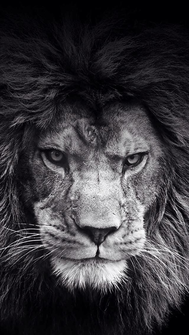 Lion Black And White Wallpaper - Lion Black And White , HD Wallpaper & Backgrounds