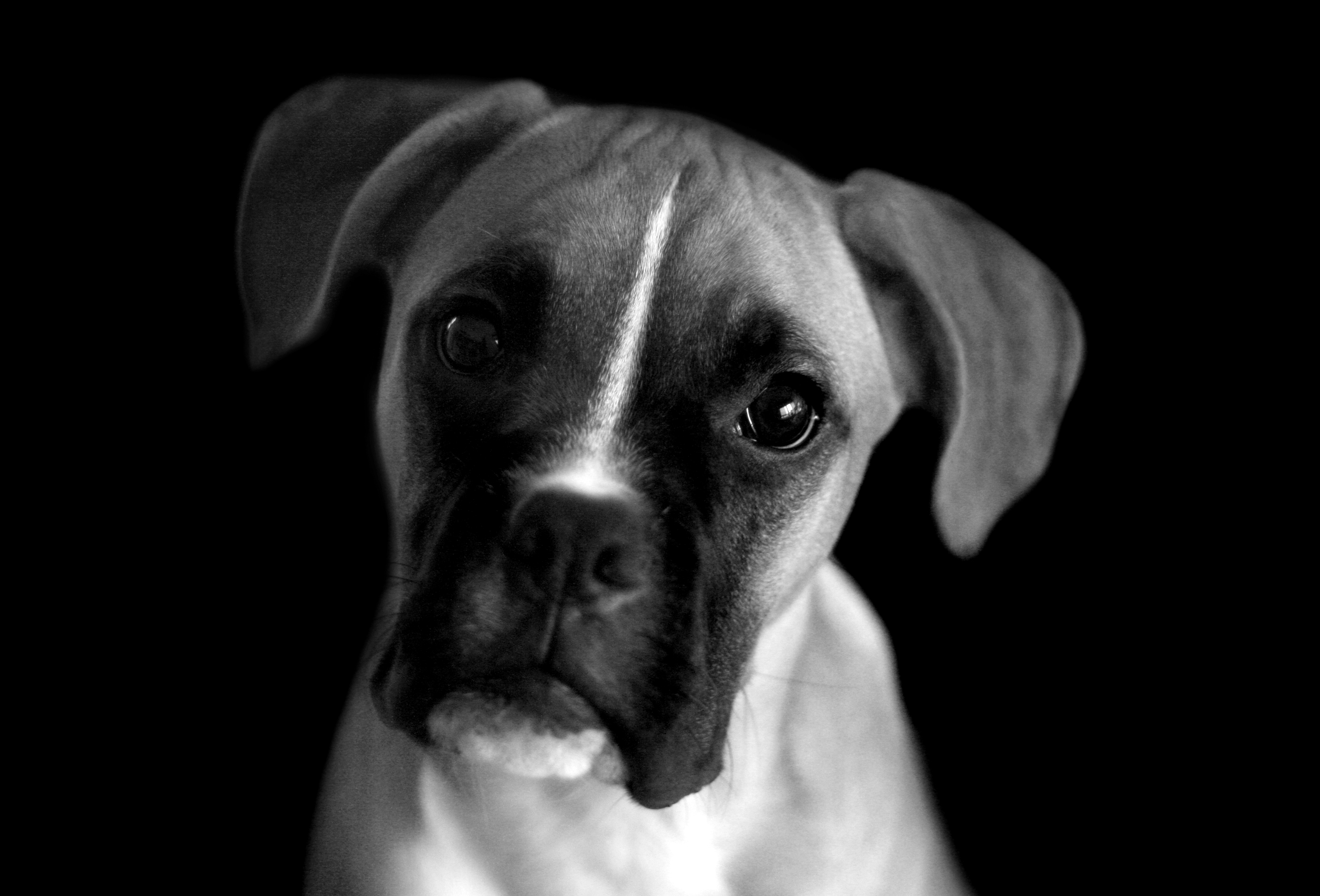 List Of Black Boxer Dogs Pictures For Your Website - Black And White Photography Dogs , HD Wallpaper & Backgrounds