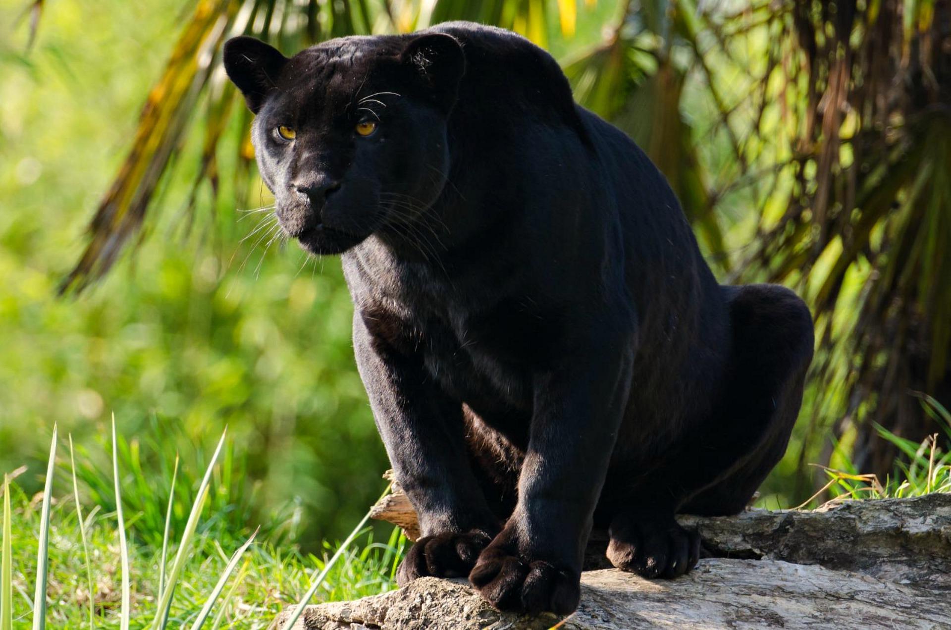 Black Panther Jungle Cat Black Jaguar Animal Wallpaper - Black Jaguar Hd , HD Wallpaper & Backgrounds