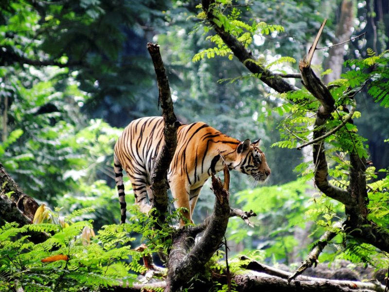 Bengal Tiger In A Jungle Wallpaper - Bengal Tiger In Jungle , HD Wallpaper & Backgrounds