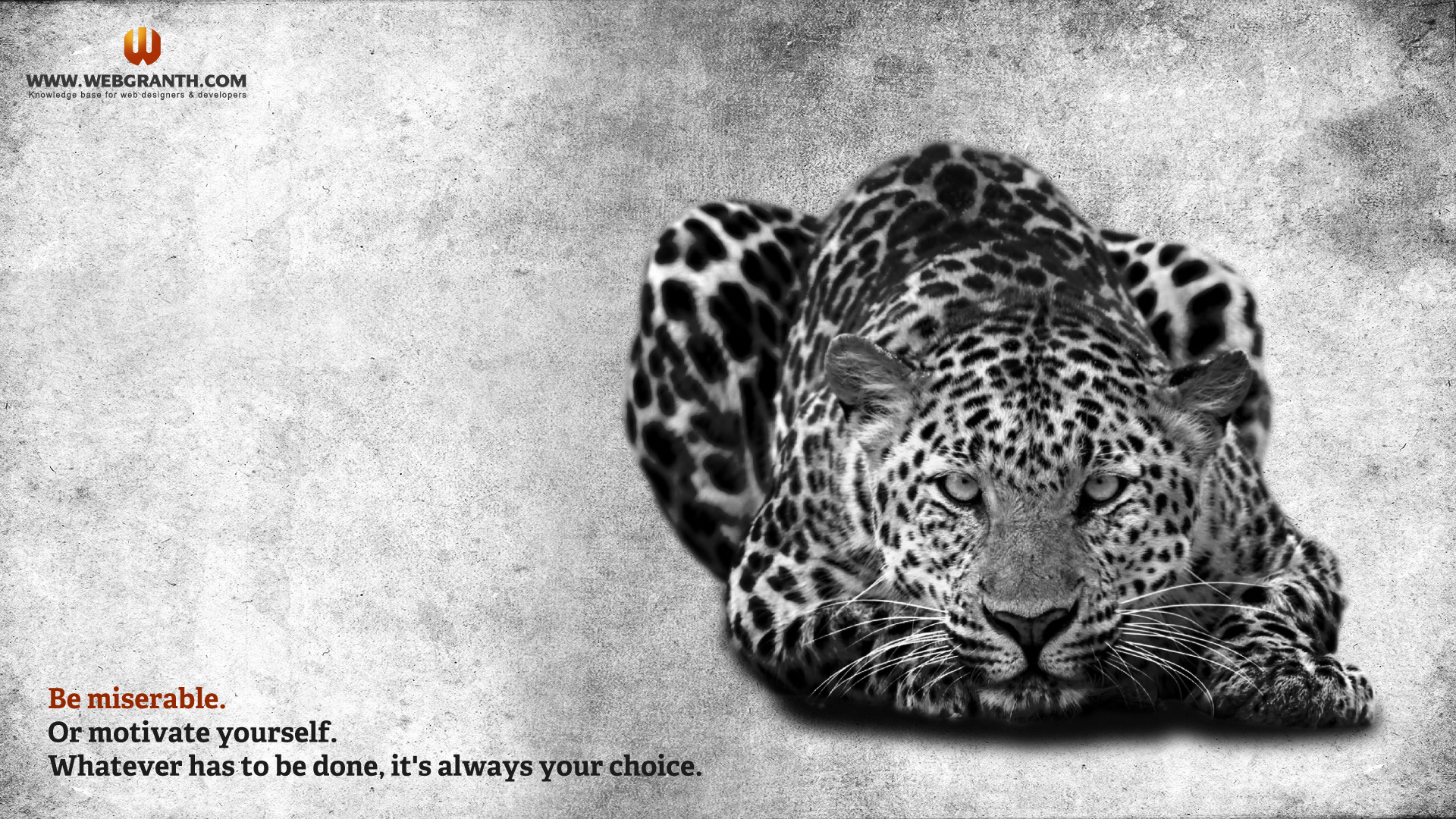 Wild Animal Wallpaper - Cheetah Animals , HD Wallpaper & Backgrounds
