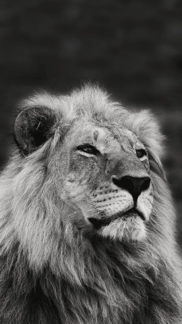 Lion Collection Of Wild Life Animals Wallpapers For - Beautiful Animals For Phone , HD Wallpaper & Backgrounds