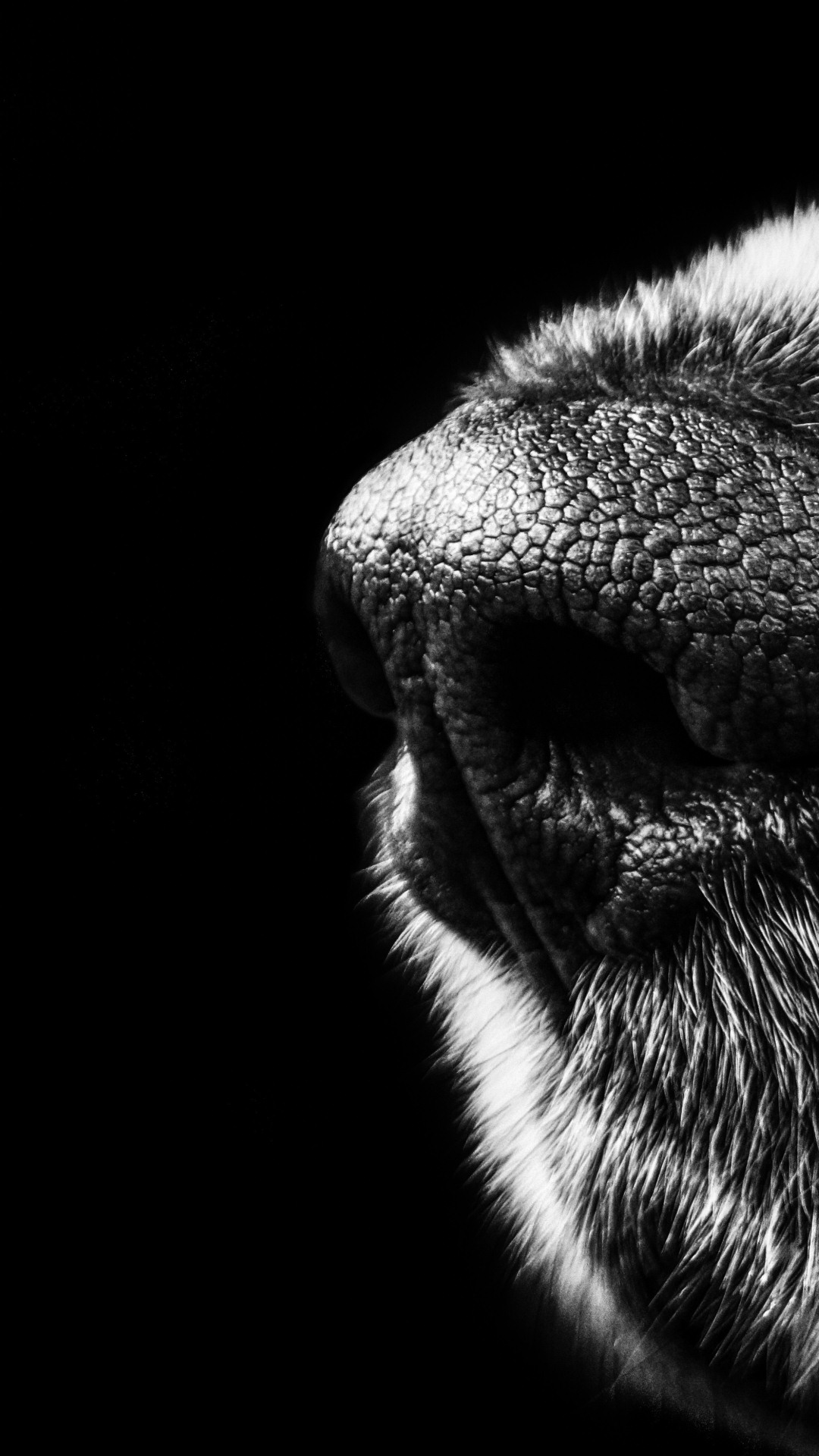 Dog Nose Snout Black Wallpaper Iphone 6s - Black And White Wallpaper Iphone 6s , HD Wallpaper & Backgrounds