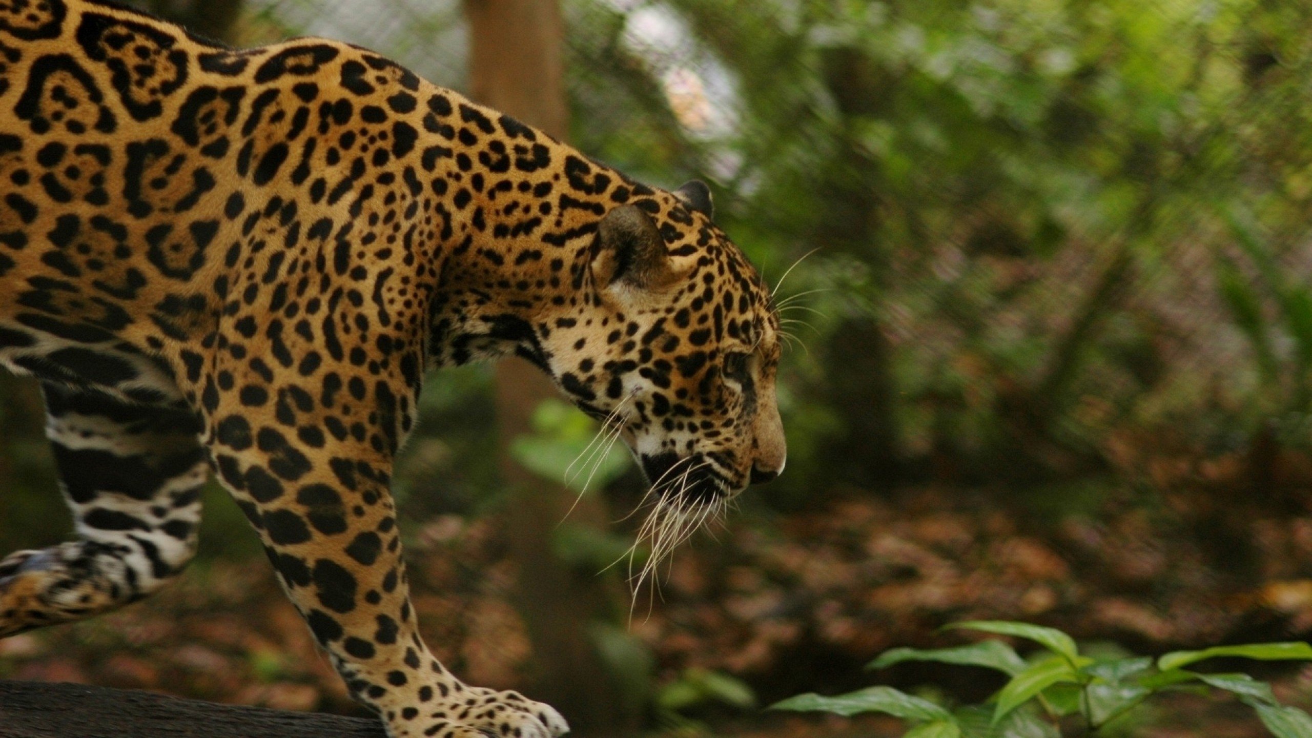 Jungle, Animals, Feline, Jaguars Wallpapers Hd / Desktop - Jaguar Animal , HD Wallpaper & Backgrounds