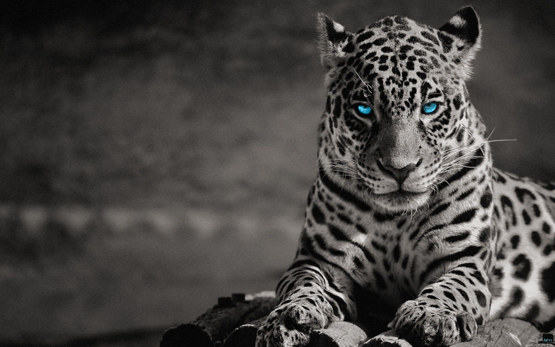 Black And White Jaguar Hd Wallpaper - La Palmyre Zoo (#2134606) - HD