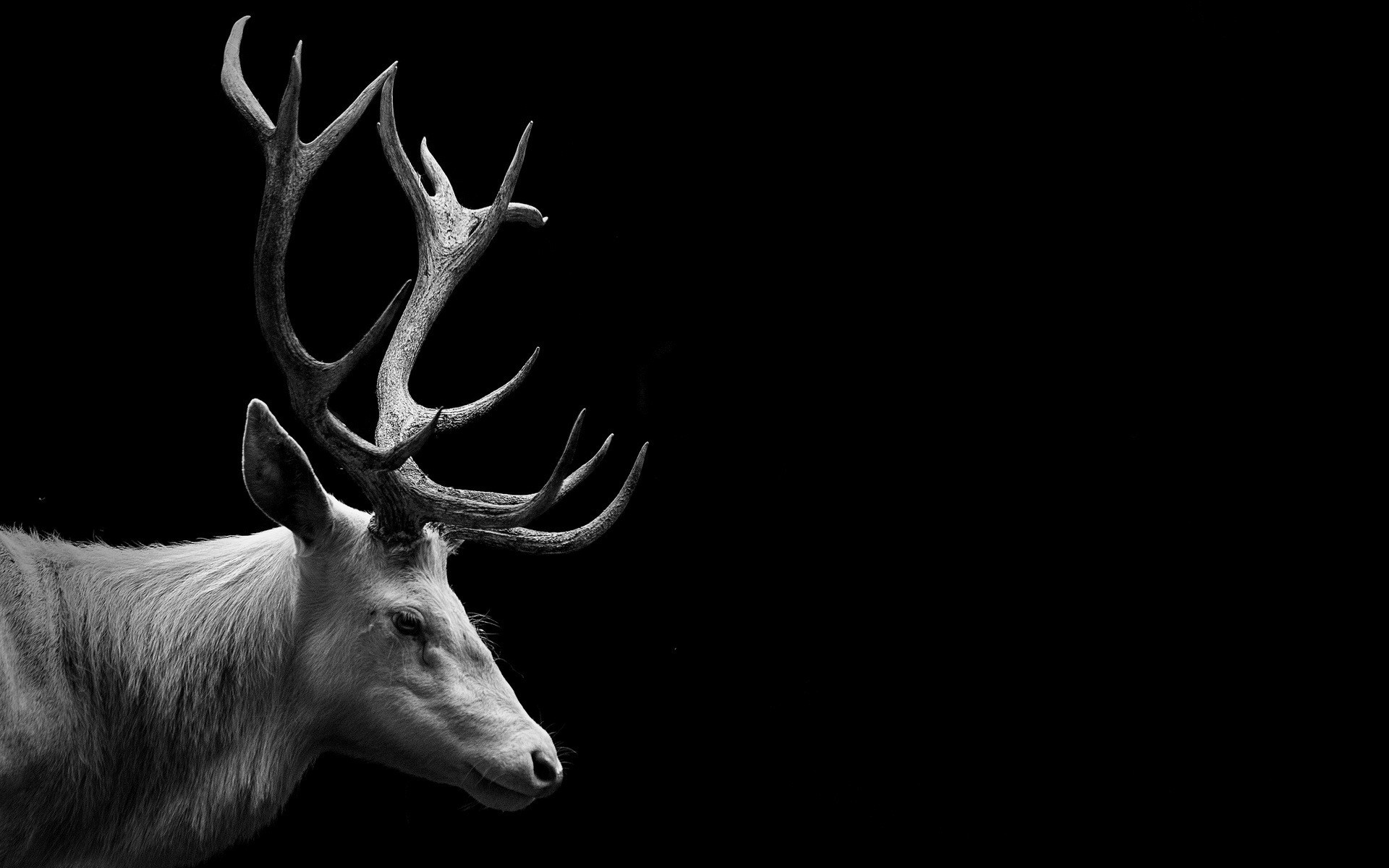 Pictures Images Deer Animal Wallpapers Hd Desktop Wallpapers - Black And White Elk , HD Wallpaper & Backgrounds