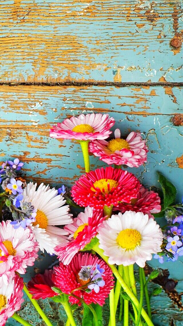Wallpaper Iphone Summer Time ⚪️ - Birthday Wishes Country Flowers , HD Wallpaper & Backgrounds
