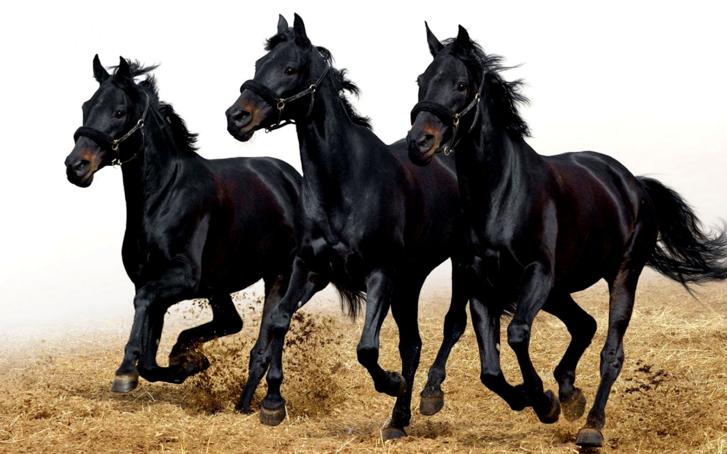 Running Horses Wallpaper Hd - Black Horses Running , HD Wallpaper & Backgrounds