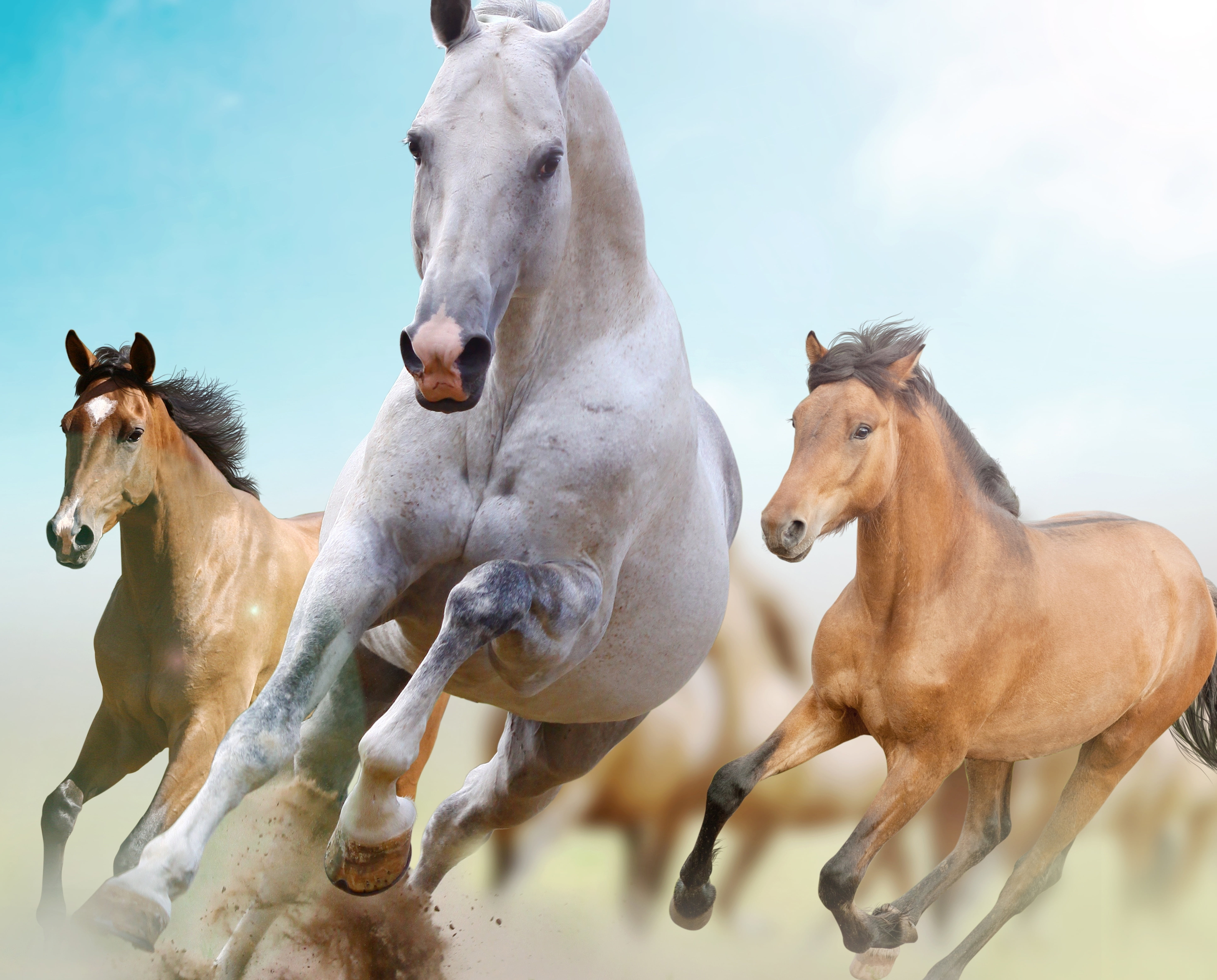 Two Brown And White Horses Running During Day Time - Hd Background Horse Running , HD Wallpaper & Backgrounds