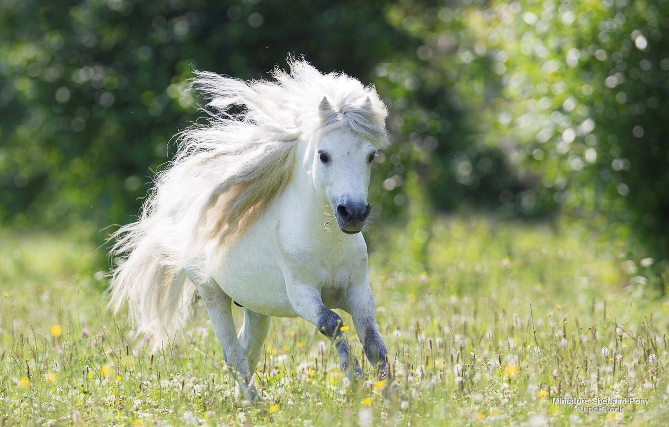 Photo Wallpaper Running, Pony, Dandelions, Beautiful, - White Pony , HD Wallpaper & Backgrounds