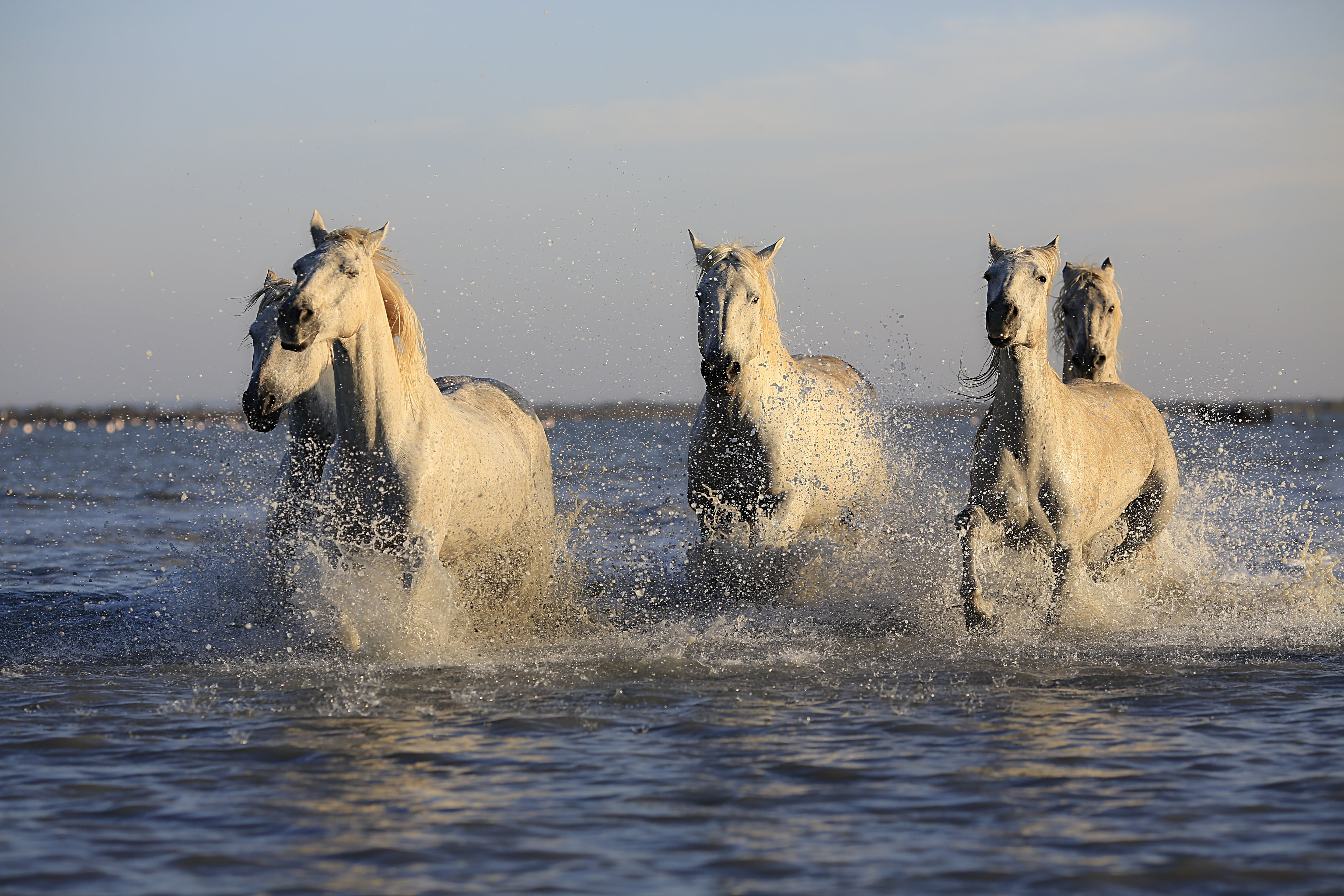 Group Of White Horse Running On Top Of Body Of Water - Horses Pixabay , HD Wallpaper & Backgrounds