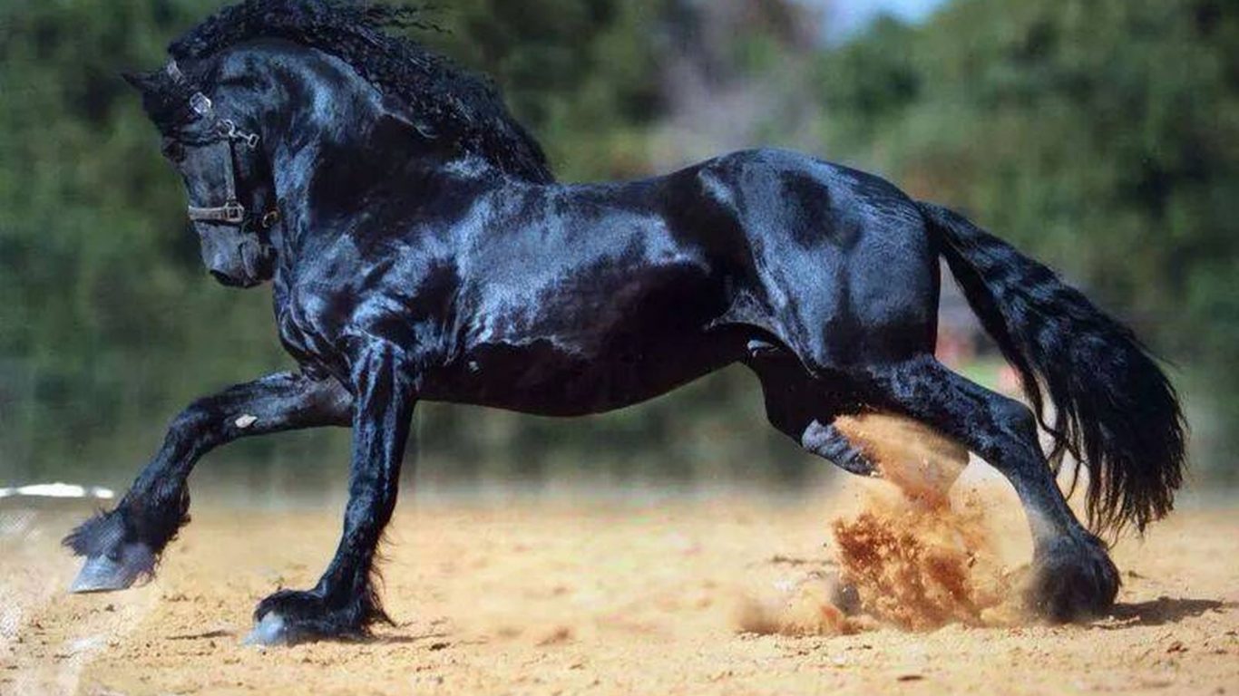 Horse Black Nature Horses Wallpaper Pack - Stallion , HD Wallpaper & Backgrounds