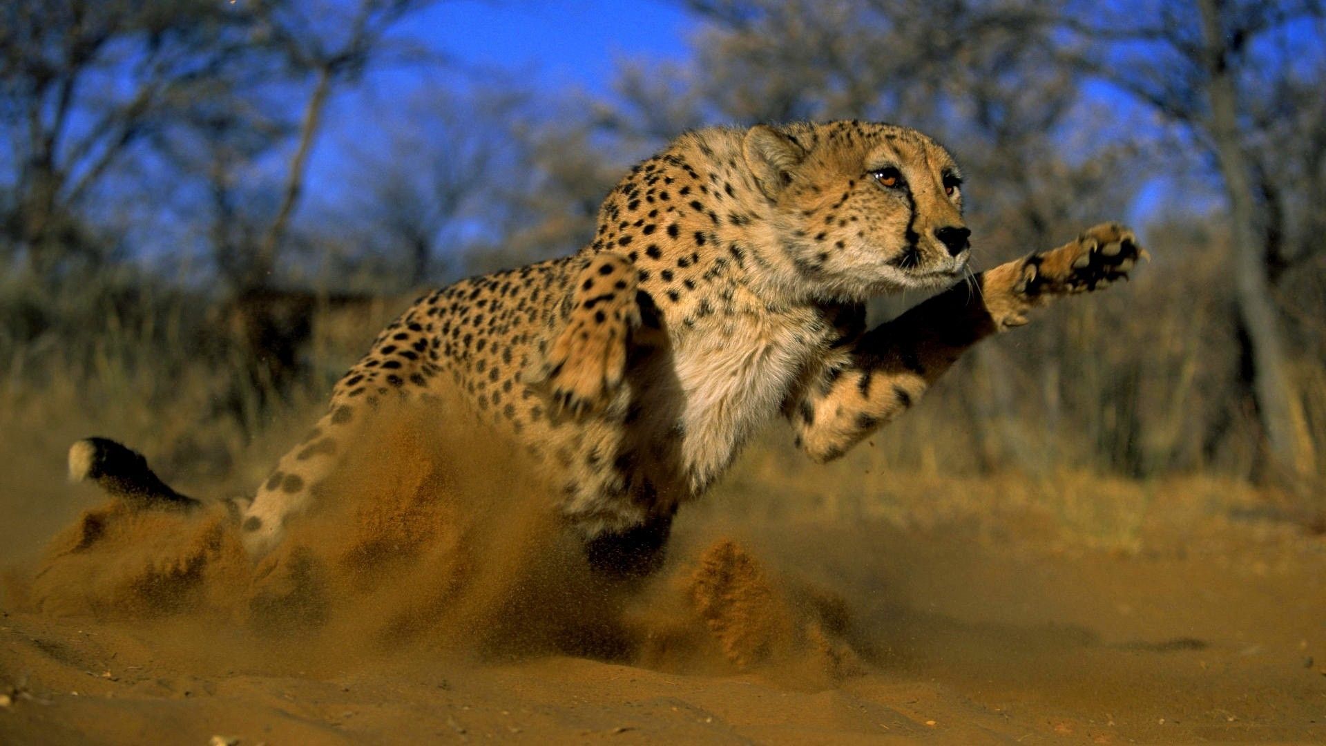 Cheetah Running - Cheetah Running Images Hd , HD Wallpaper & Backgrounds