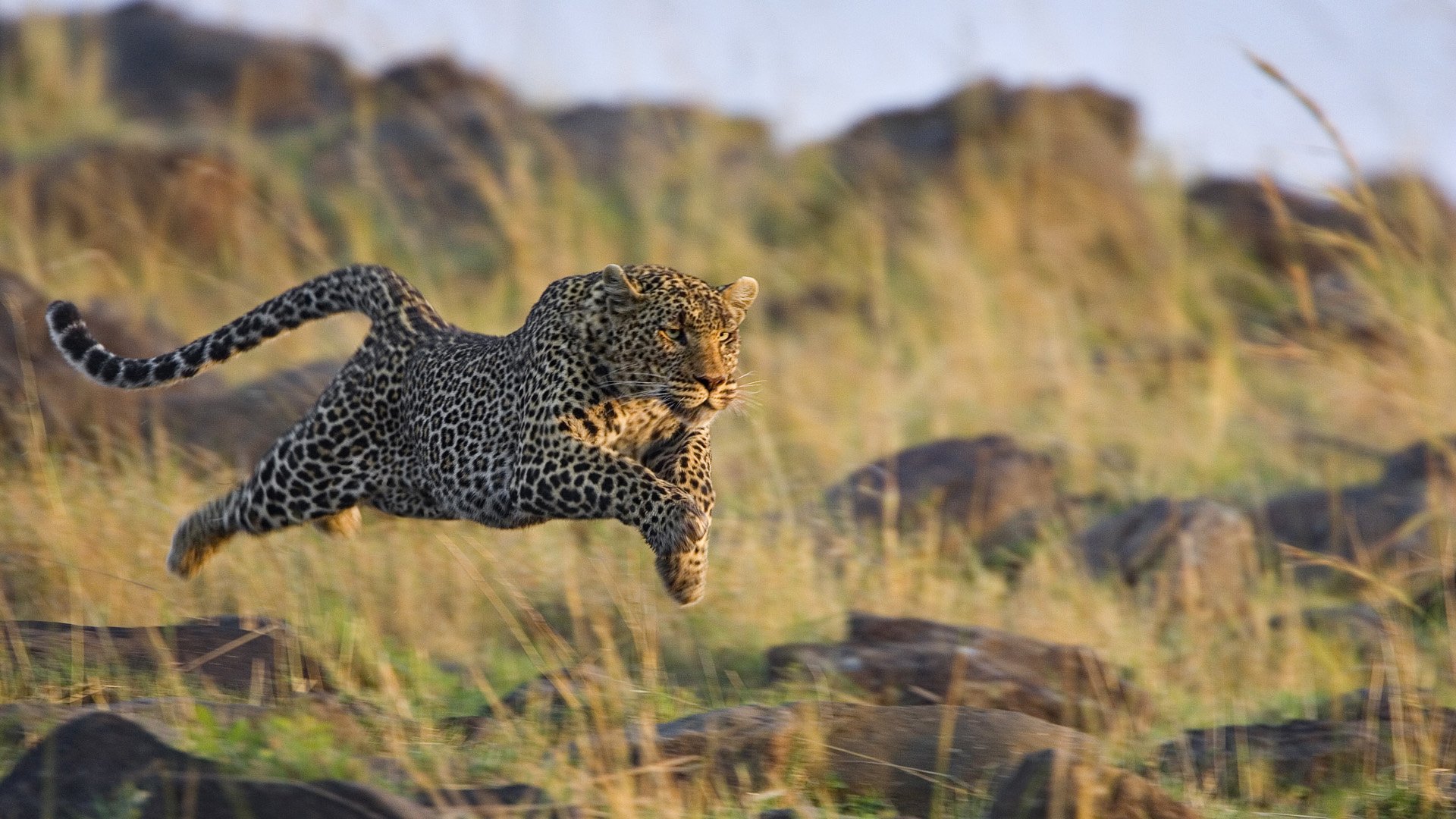 Running Cheetah Wallpaper - Running Cheetah , HD Wallpaper & Backgrounds
