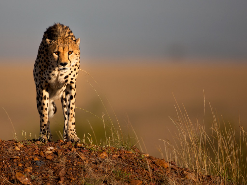 Cheetah Running Wallpaper Pictures Of Animals Cheetah - Hd Wallpaper Janwar , HD Wallpaper & Backgrounds
