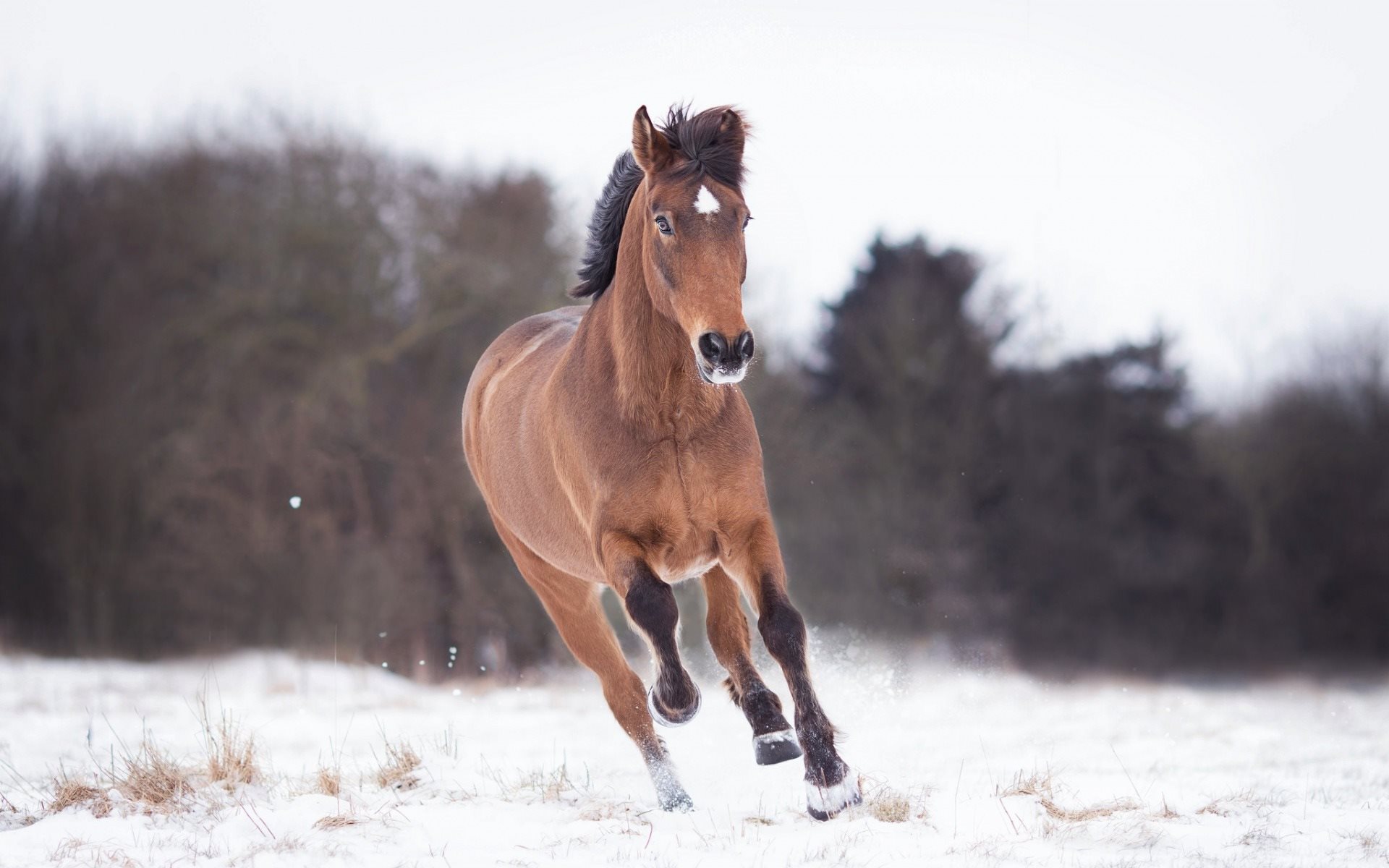 Download Wallpapers Running Horse, Winter, Snow, Brown - Sorrel , HD Wallpaper & Backgrounds