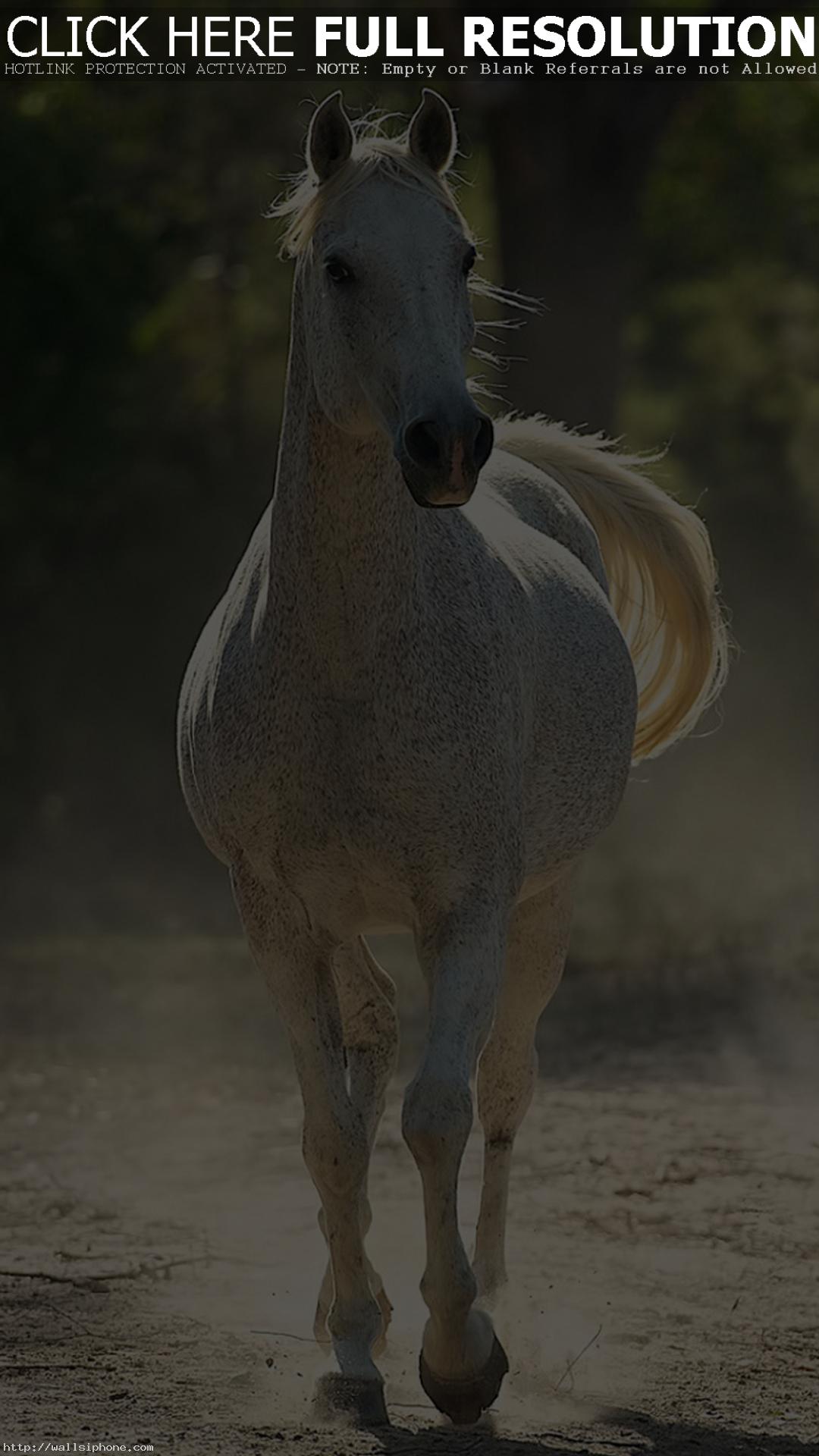 Running Horse Wallpaper High Resolution - Warren Street Tube Station , HD Wallpaper & Backgrounds