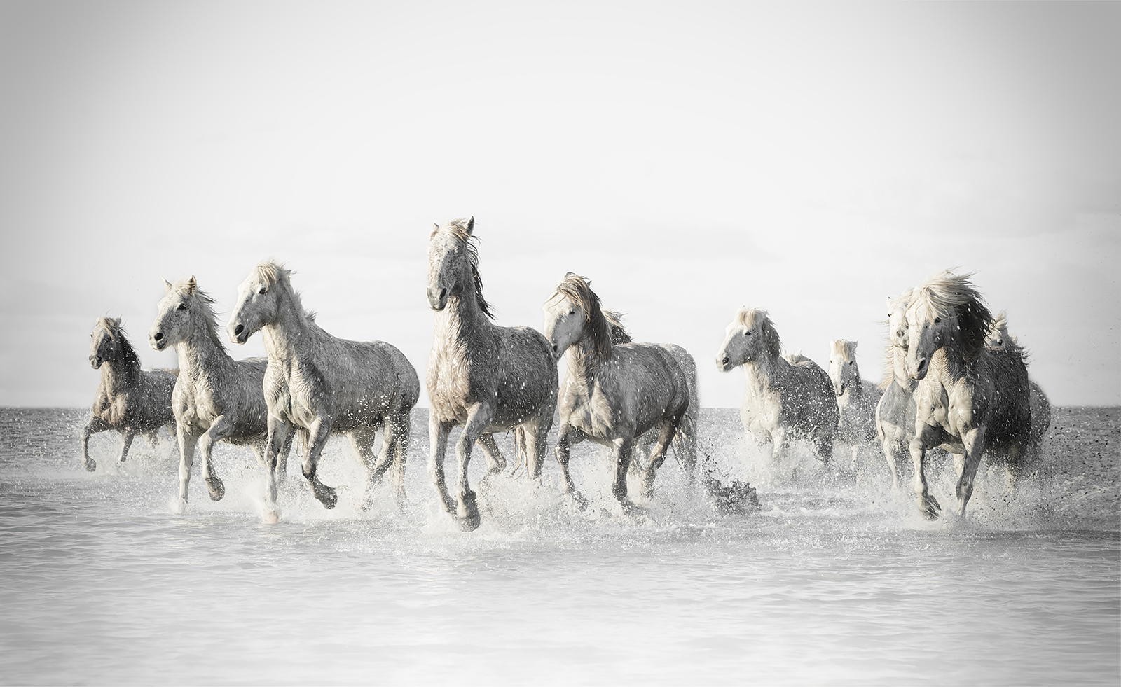 Running Horses Horse 2048 Horses High Quality Wallpaper - Horse , HD Wallpaper & Backgrounds