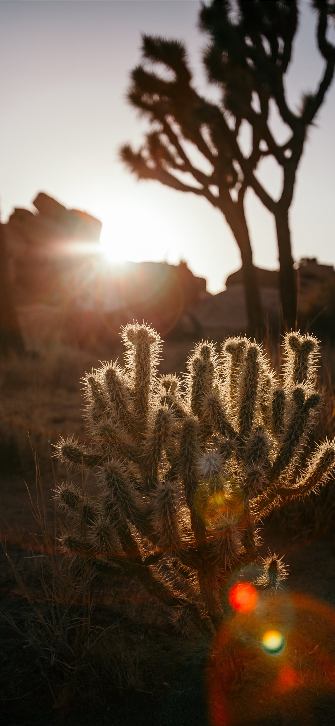 Baby Cactus In The Desert Iphone 8 Wallpaper - Iphone Xs Wallpaper Desert , HD Wallpaper & Backgrounds