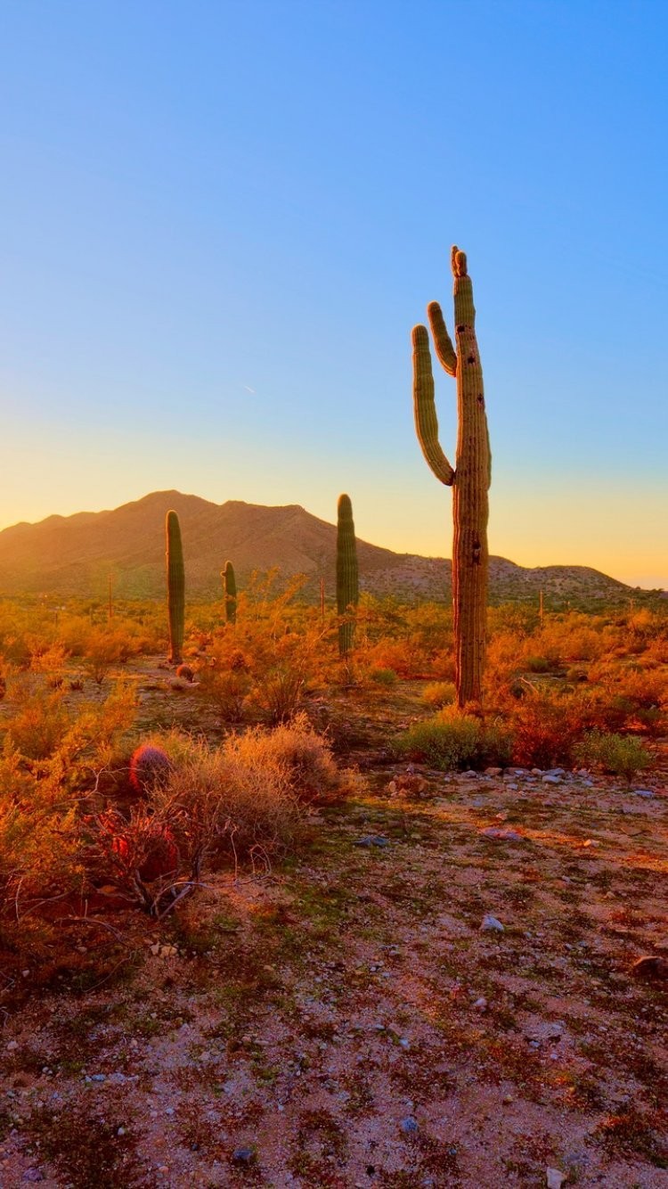 Desert - Iphone 7 Backgrounds Desert , HD Wallpaper & Backgrounds