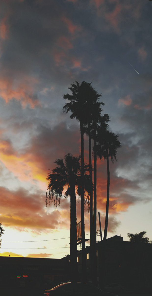 Guys I Did California Tumblr Wallpaper Aesthetic Today - Borassus Flabellifer , HD Wallpaper & Backgrounds