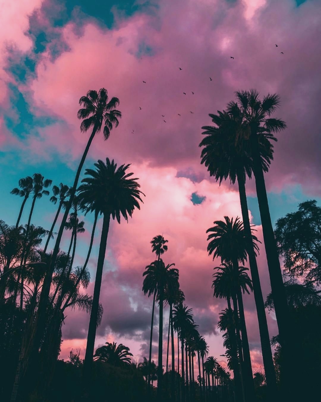 Palm Trees Beverly Hills California Tumblr Wallpaper - Palm Trees Wallpaper Hd , HD Wallpaper & Backgrounds