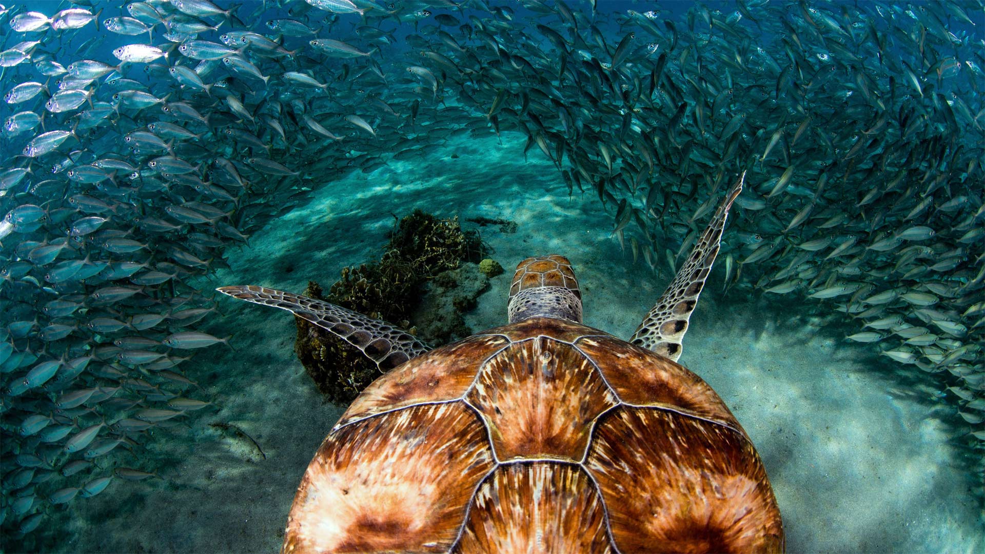 Bingverified Account - Green Sea Turtle With Sardines Near Playa Grandi Curacao , HD Wallpaper & Backgrounds