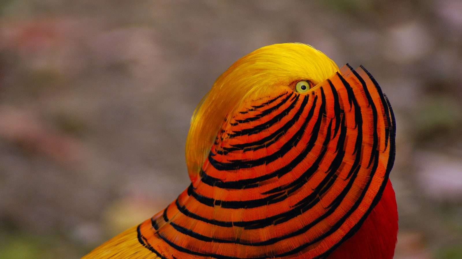 Hdq Awesome Live Wallpapers Of Golden Pheasant - Hd Golden Pheasant , HD Wallpaper & Backgrounds