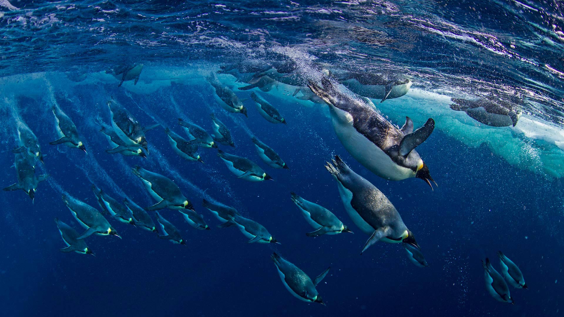 Diving Emperors Bing Wallpaper Download - Emperor Penguins In The Ross Sea Antarctica Bing , HD Wallpaper & Backgrounds