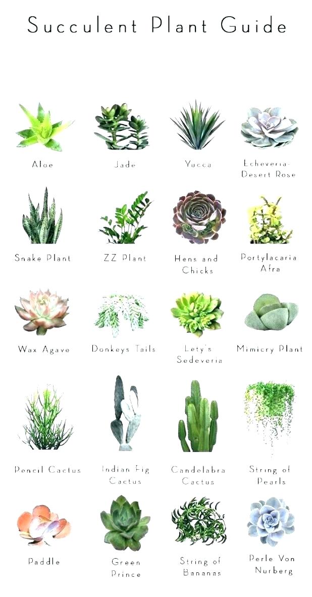 Feng Shui Desk Office Desk Plants For Office Office - Succulent Plant Guide , HD Wallpaper & Backgrounds