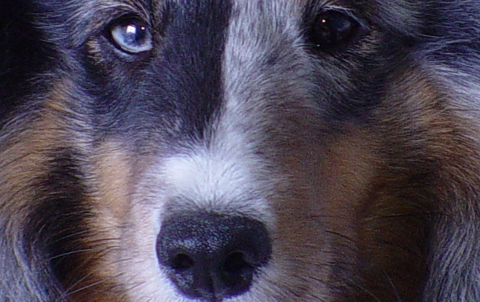 Dogs Sissy Closeup Sheepdog Blue Up Shetland Close - Companion Dog , HD Wallpaper & Backgrounds