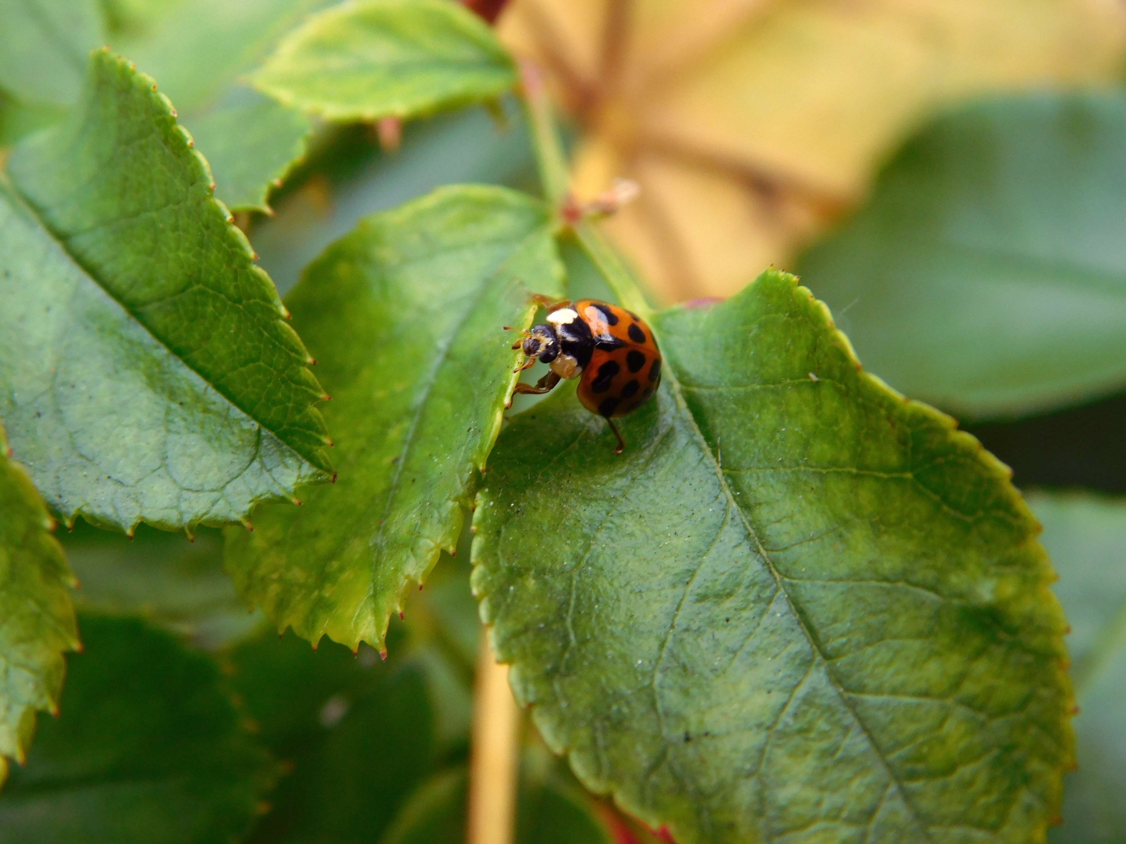 Beetle, Climb, Ladybug, Leaves, Luck, Lucky Charm, - Ladybug , HD Wallpaper & Backgrounds