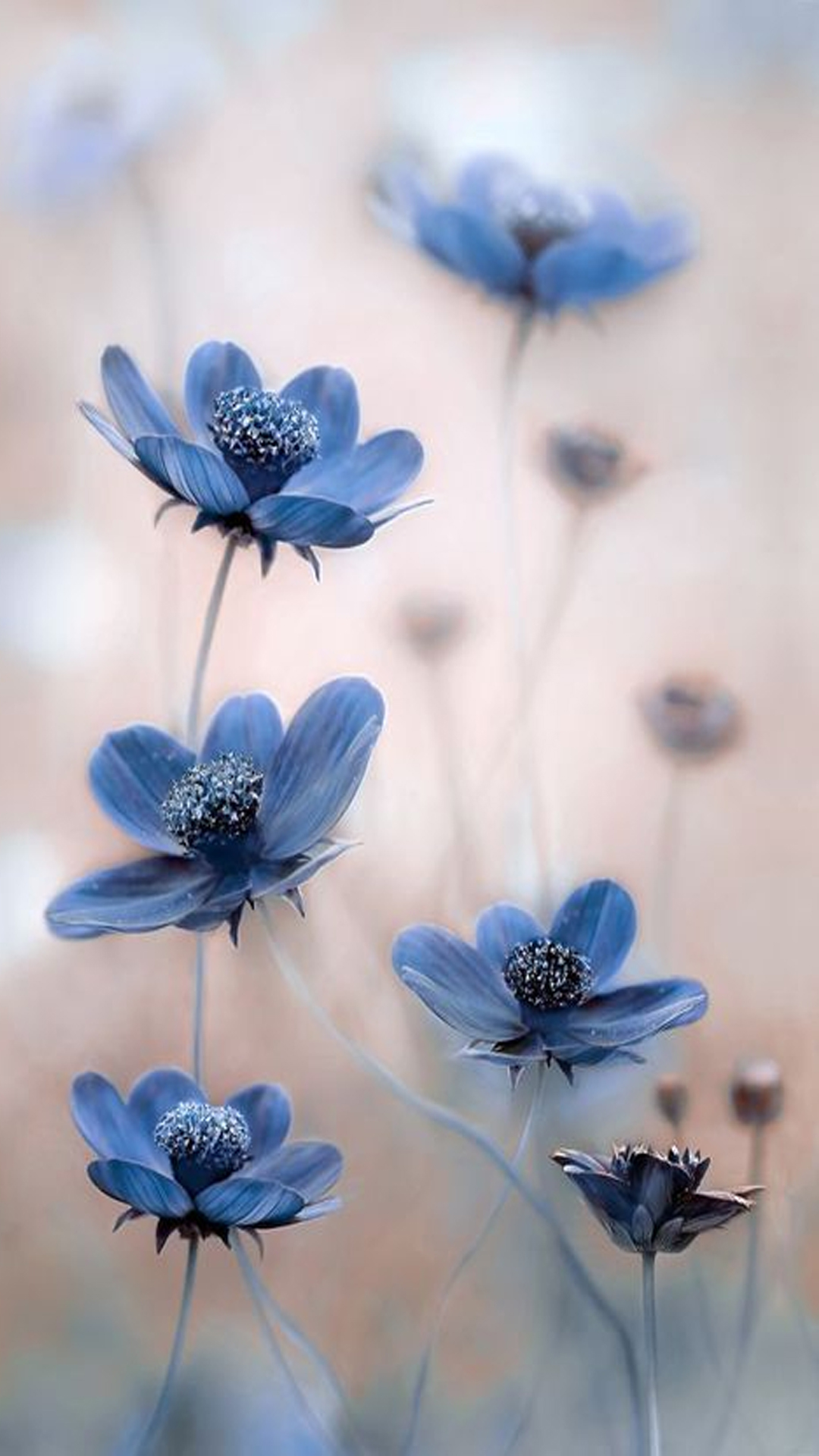 Blue Flowers Hd Mobile Wallpaper - Hd Samsung Galaxy J2 , HD Wallpaper & Backgrounds