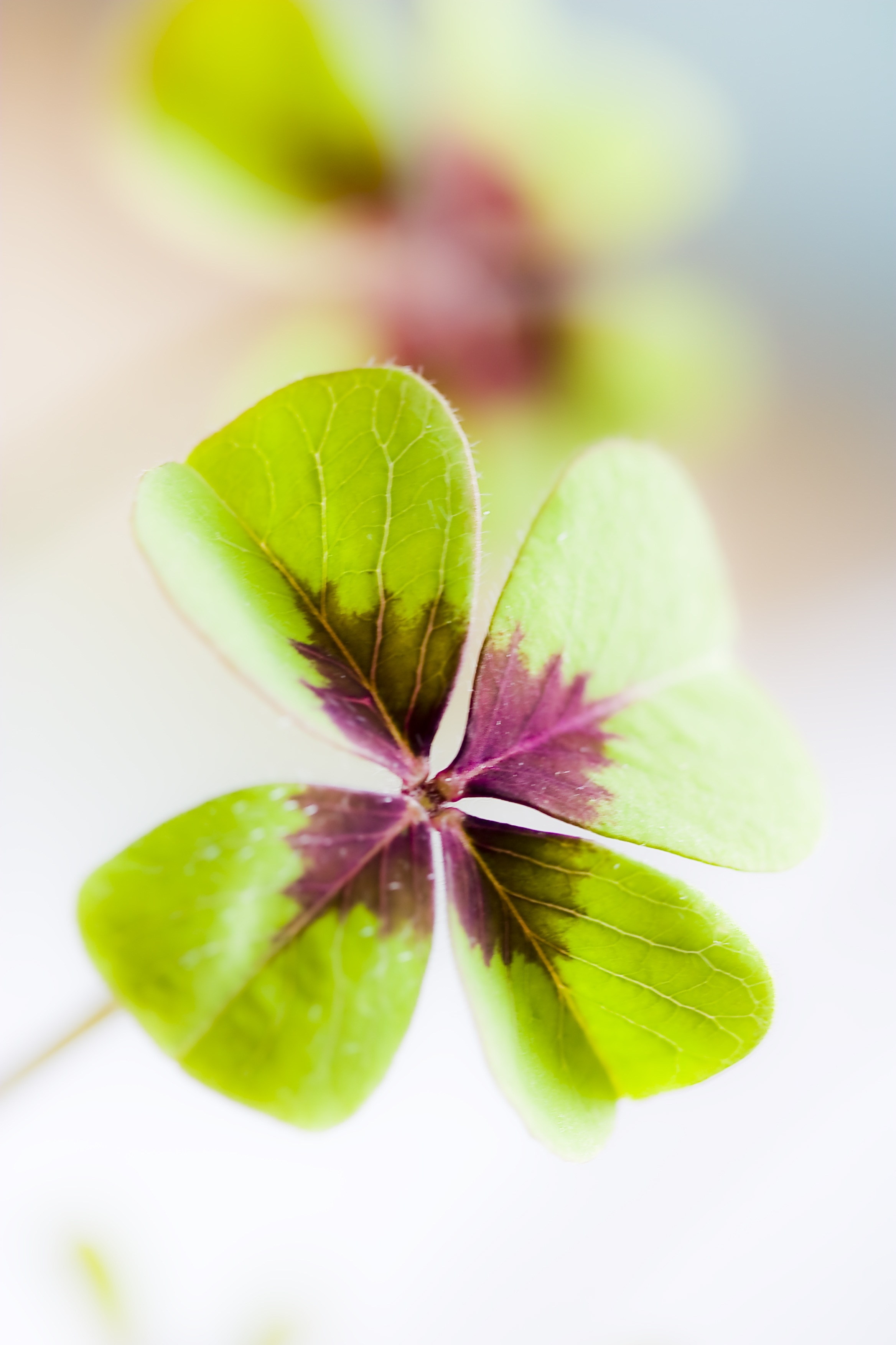 4 Green And Purple Leaves - Clover , HD Wallpaper & Backgrounds