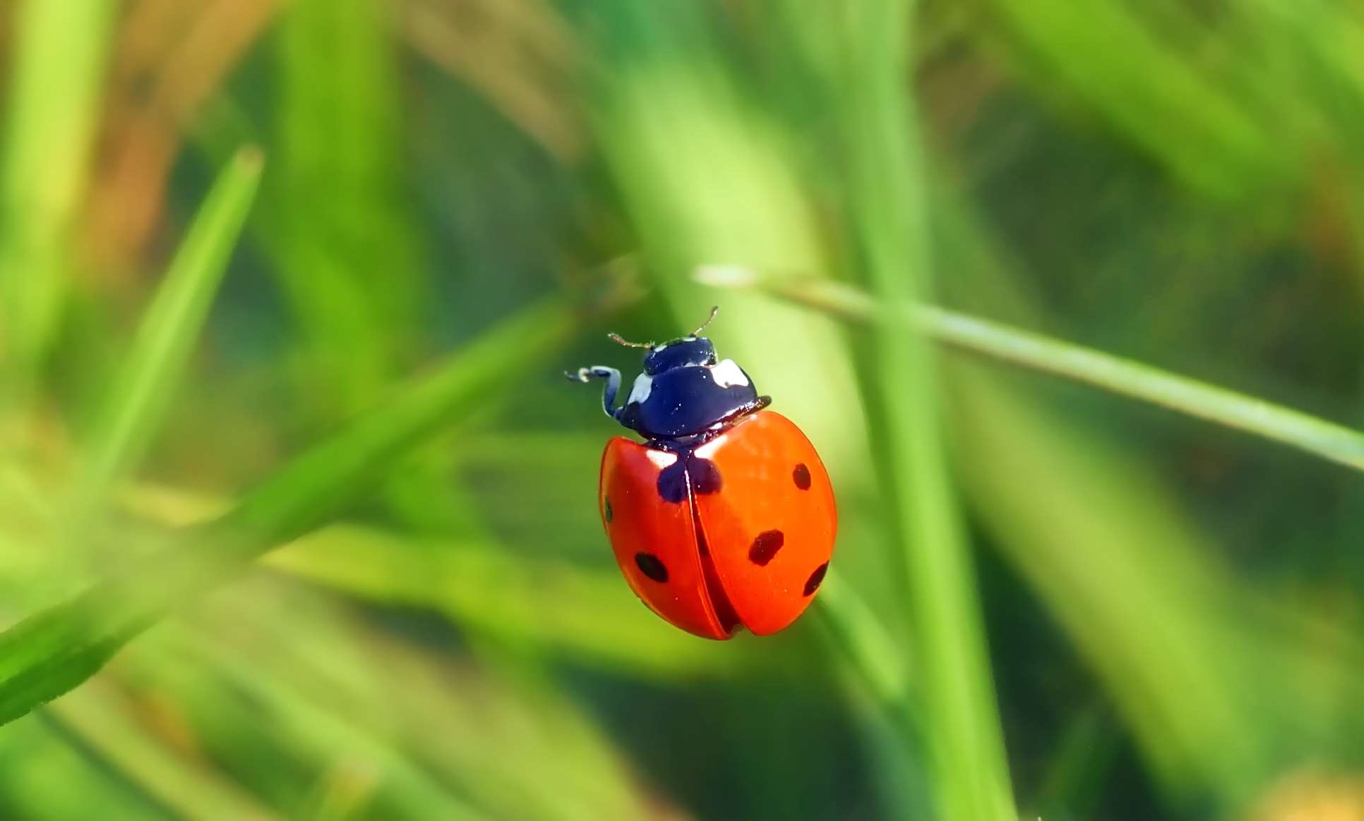 Animal, Beetle, Green, Ladybug, Leaves, Luck, Lucky - Ladybird Beetle , HD Wallpaper & Backgrounds