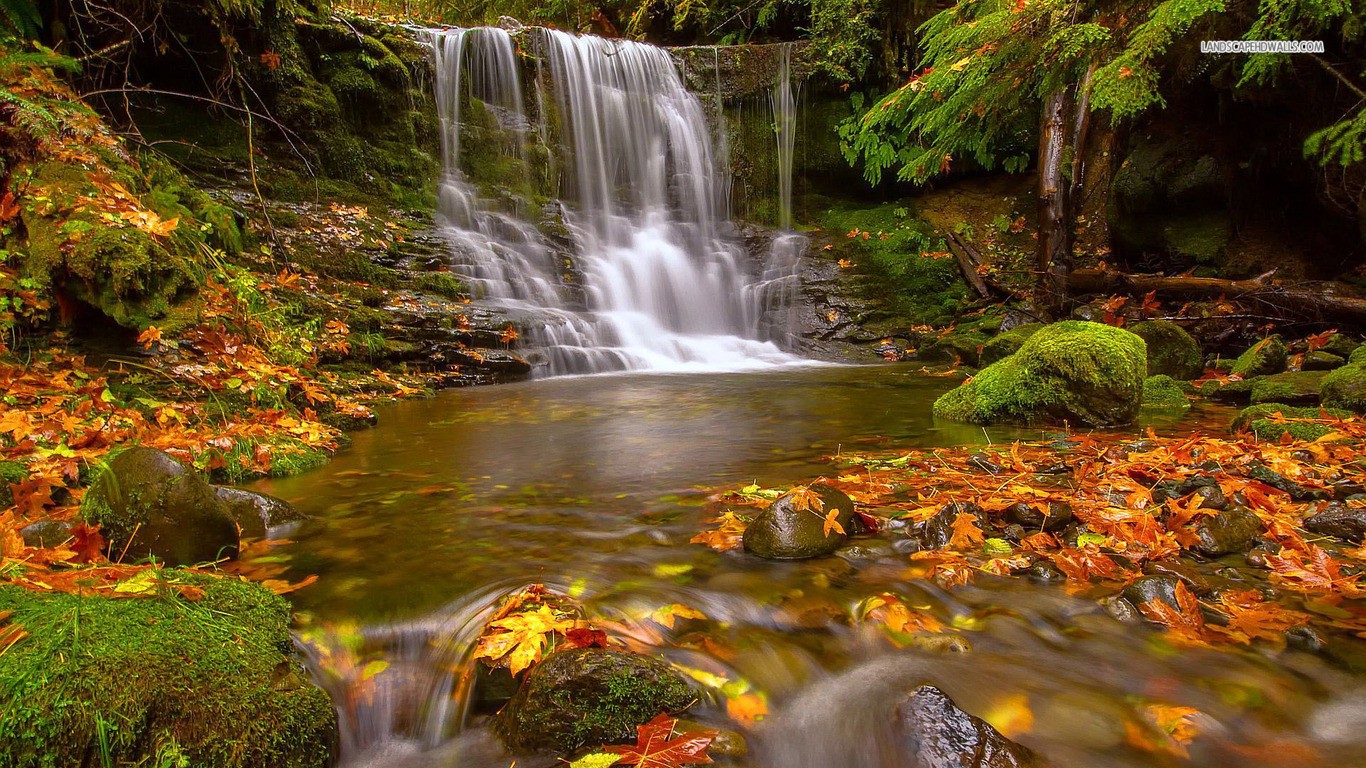 Nature Waterfalls Forests Early Autumn Forest Leaves - Fall Wallpapers Forest , HD Wallpaper & Backgrounds