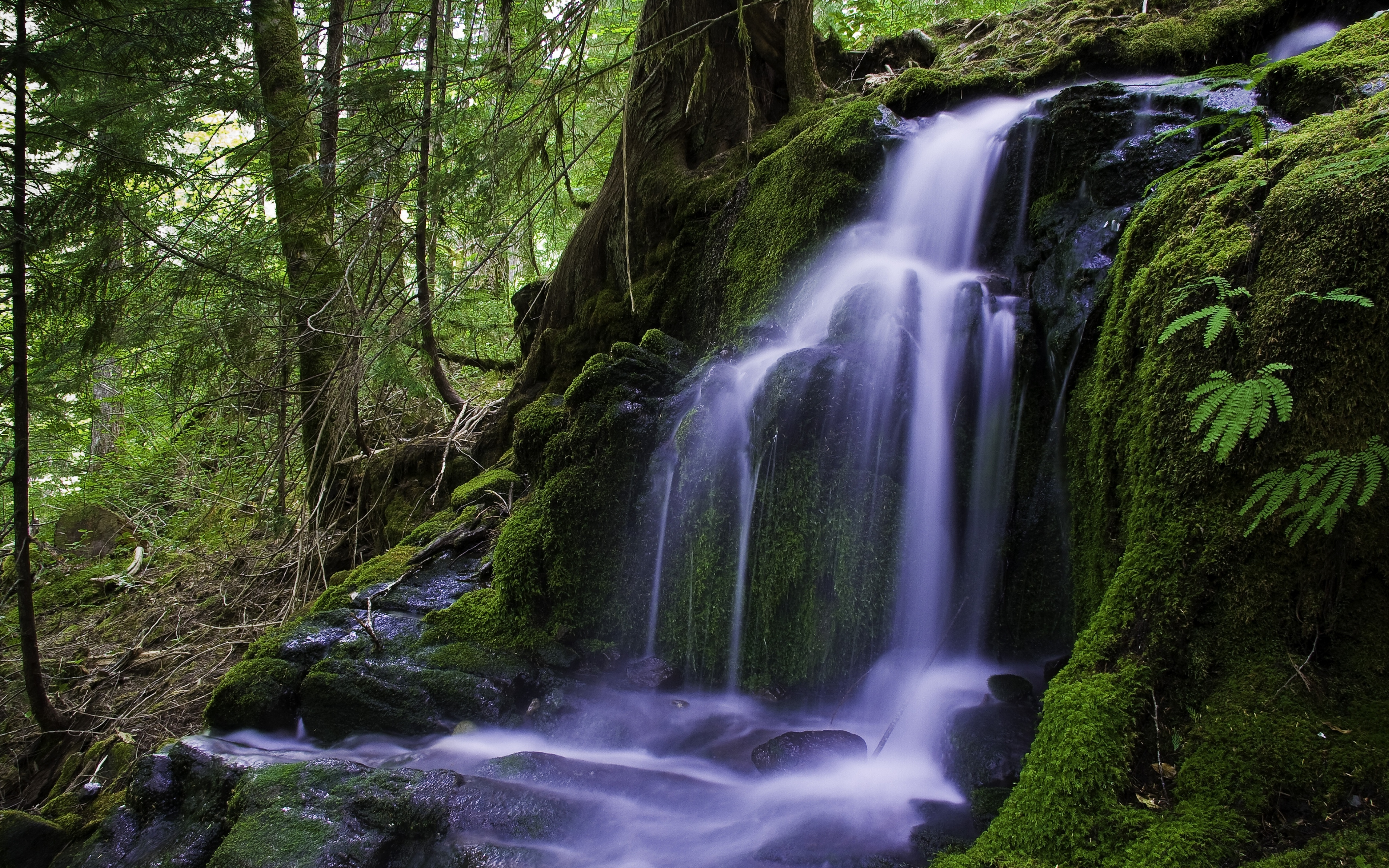 Beautiful Forests With Waterfalls , HD Wallpaper & Backgrounds