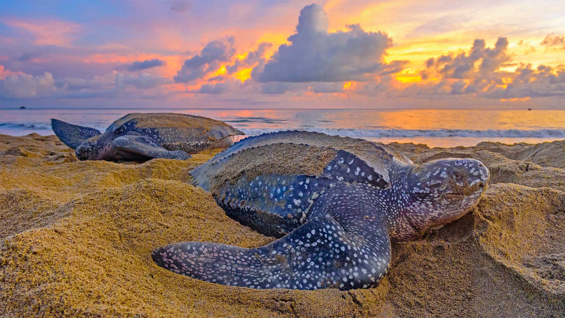 Leatherback Sea Turtles In Trinidad And Tobago [bing - Leatherback Sea Turtle , HD Wallpaper & Backgrounds