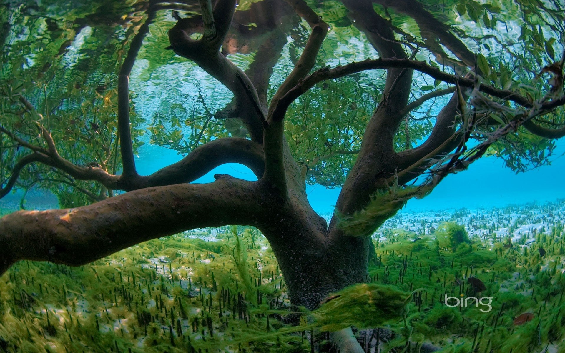 Widescreen, Underwater, Plants, Seychelles, Bing,trees, - Underwater Mangrove Tree , HD Wallpaper & Backgrounds