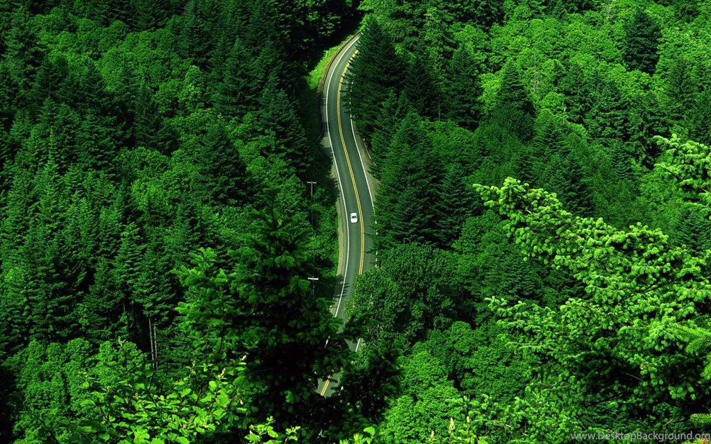 Green Tree Hd Wallpapers For Desktop Daily Backgrounds - Forest Path Top View , HD Wallpaper & Backgrounds