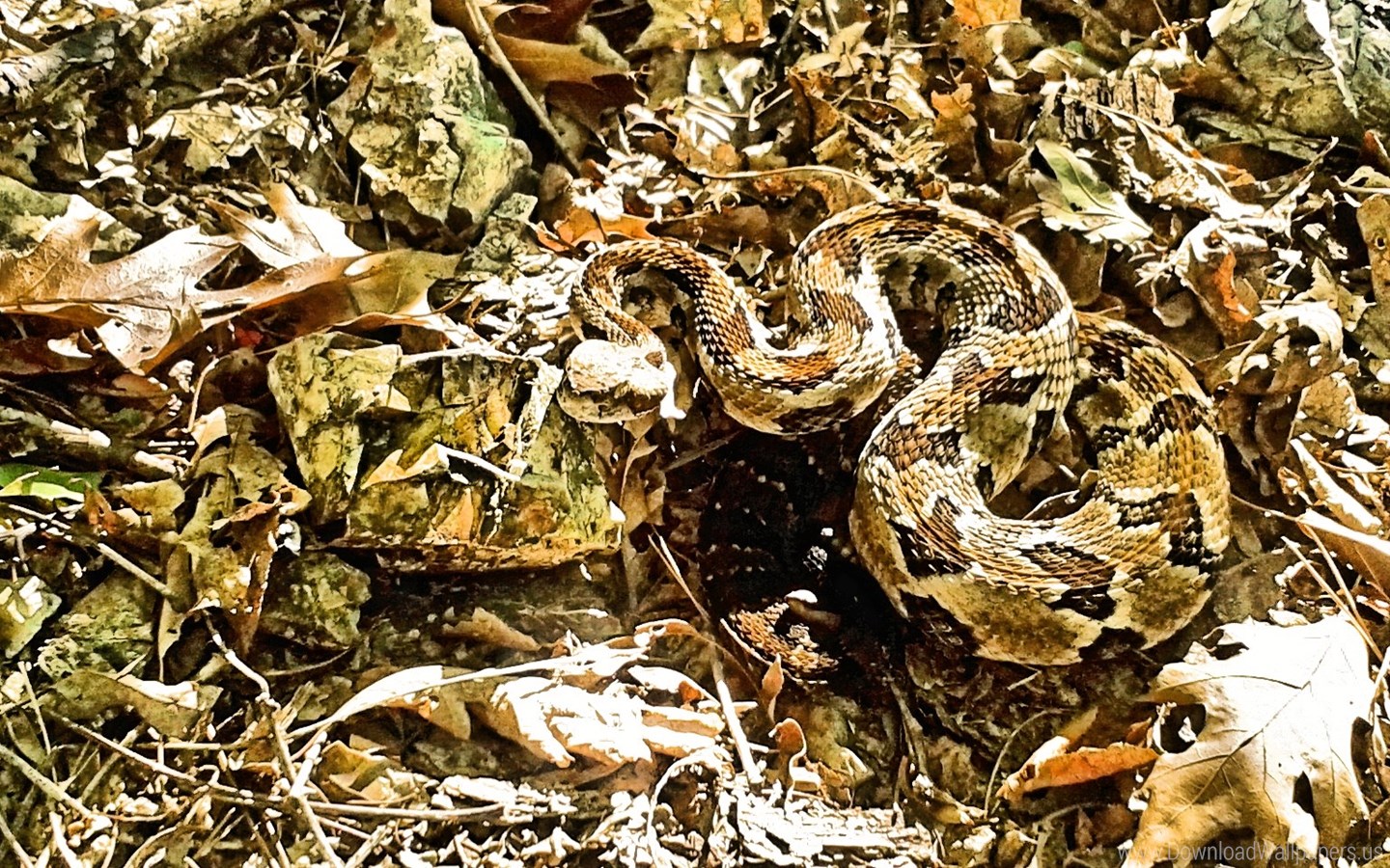 Common Garter Snake , HD Wallpaper & Backgrounds