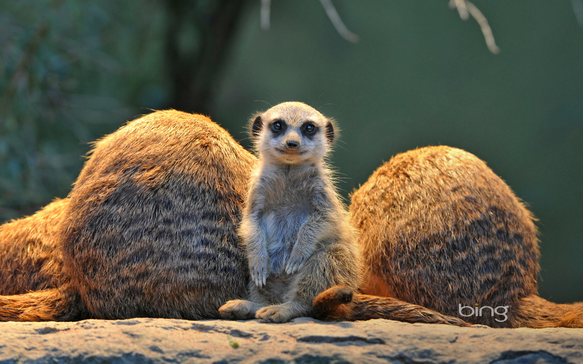 Meerkat Widescreen Wallpaper - Advantages And Disadvantages Of Technology Quotes , HD Wallpaper & Backgrounds