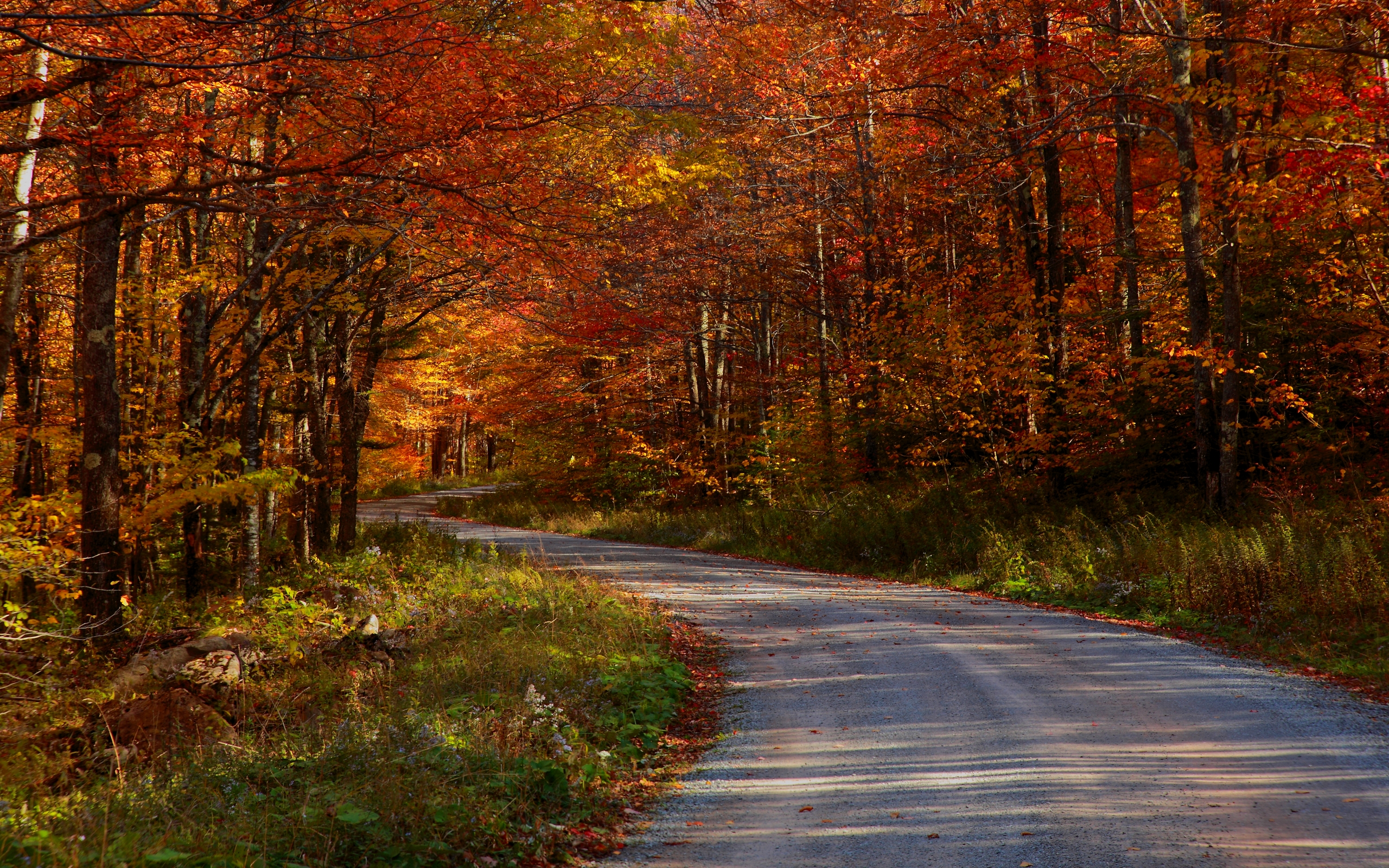 Hd Wallpapers Autumn Free Wallpaper - Trees Road Background Hd , HD Wallpaper & Backgrounds