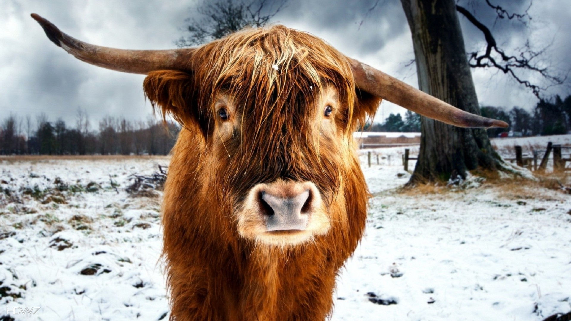 Winter Bull - Betty The Cow Painting , HD Wallpaper & Backgrounds