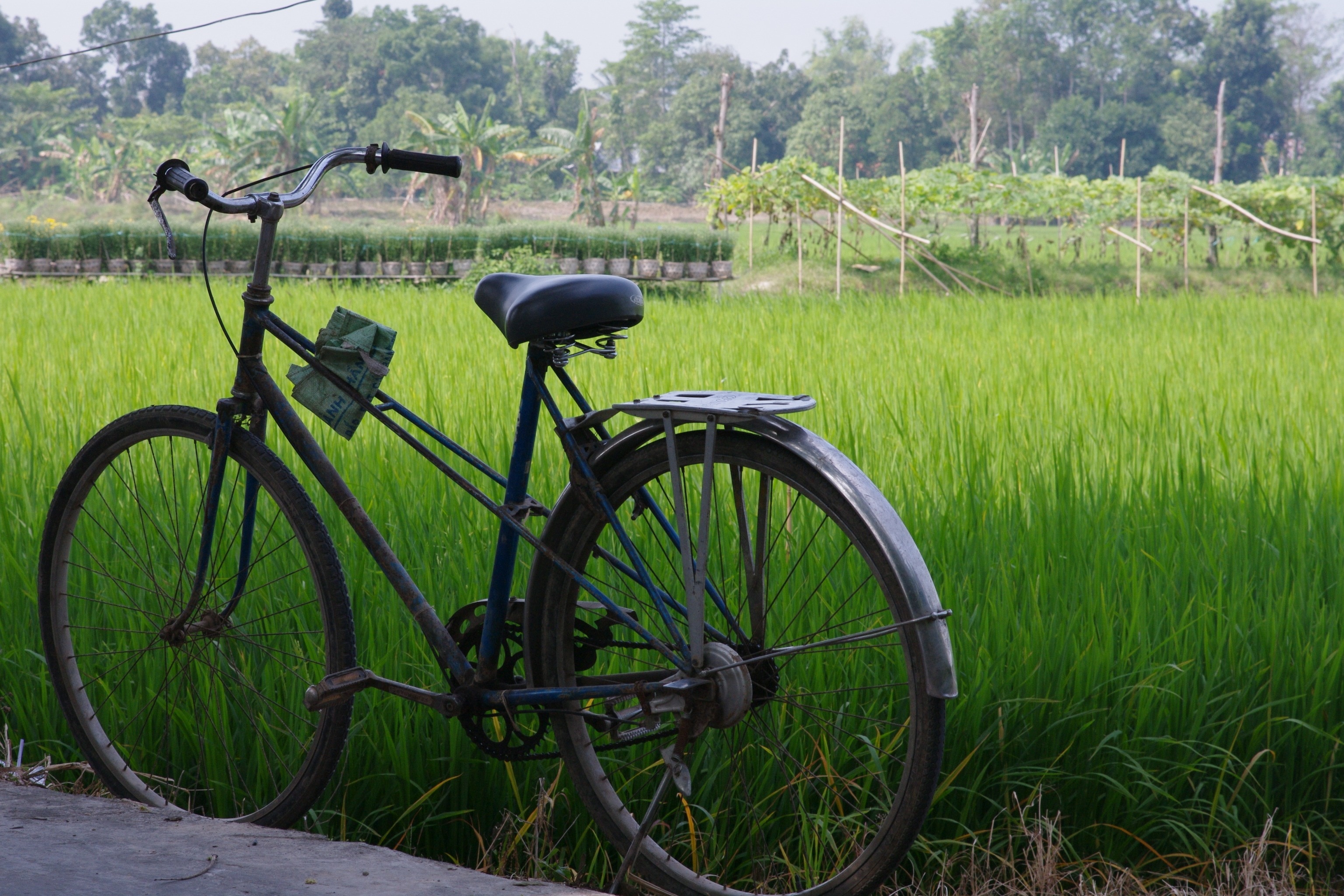 Black Fixed Gear Bicycle - Bicycle In Paddy Field , HD Wallpaper & Backgrounds
