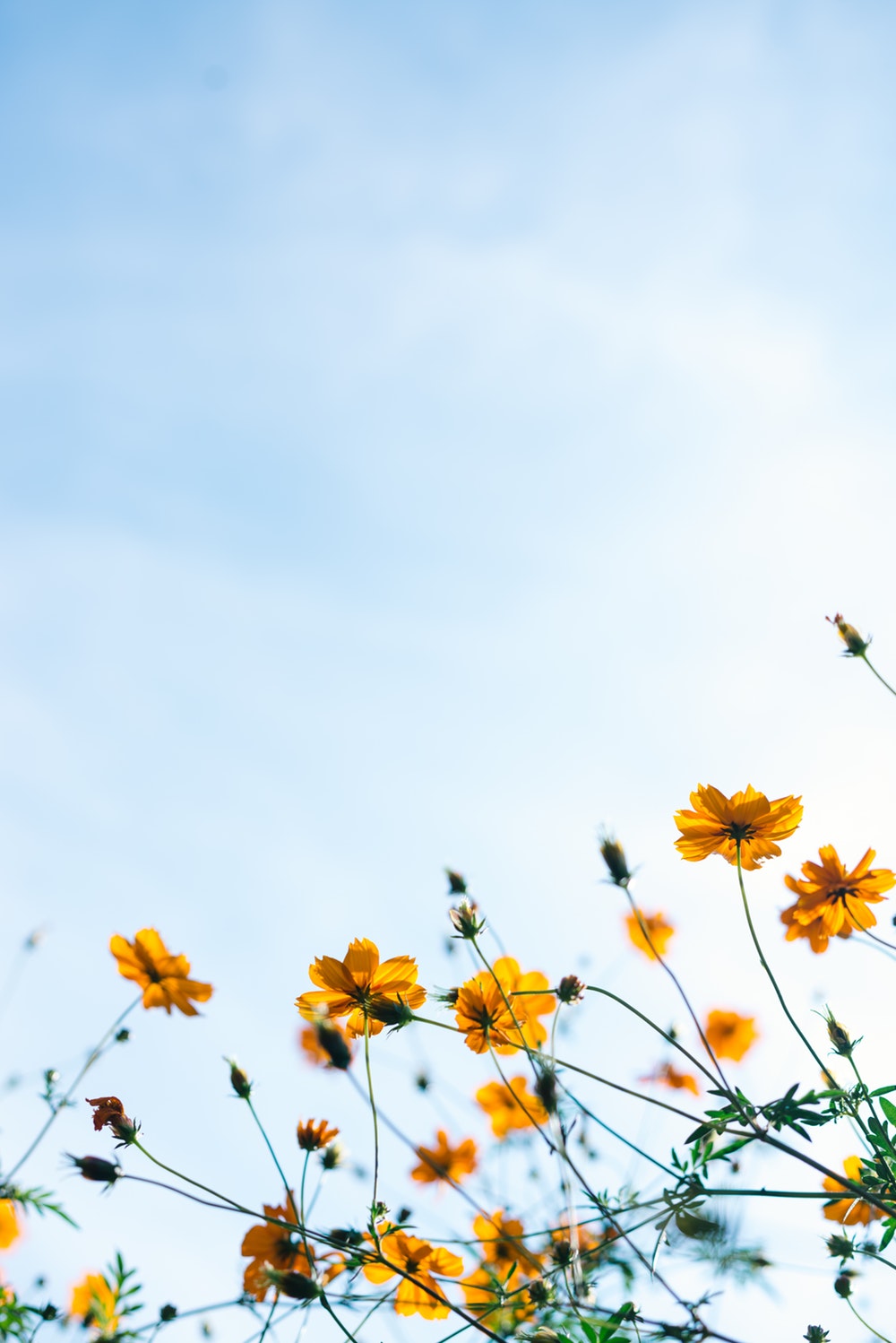 Close Shot Of Yellow Flowers - Inspirational Beautiful Good Morning , HD Wallpaper & Backgrounds