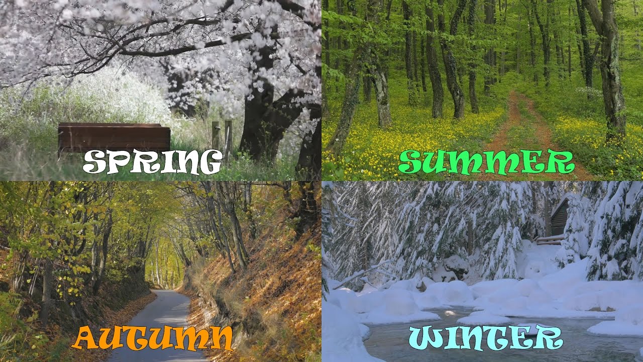 Four Seasons [wallpaper Engine] - Forest In Four Seasons , HD Wallpaper & Backgrounds