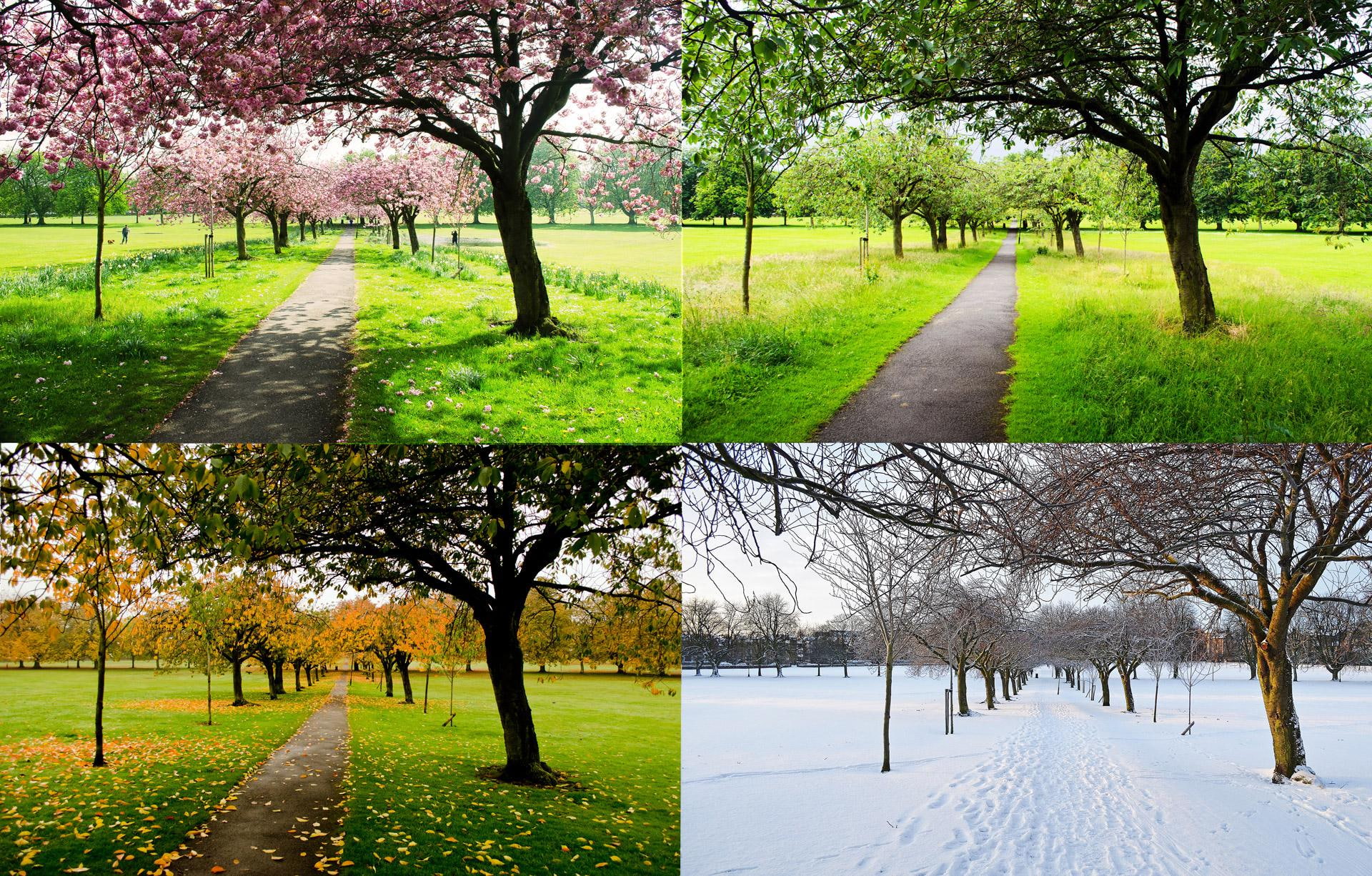 Four Seasons Hd, Autumn, Spring, Summer, Winter - Four Seasons , HD Wallpaper & Backgrounds