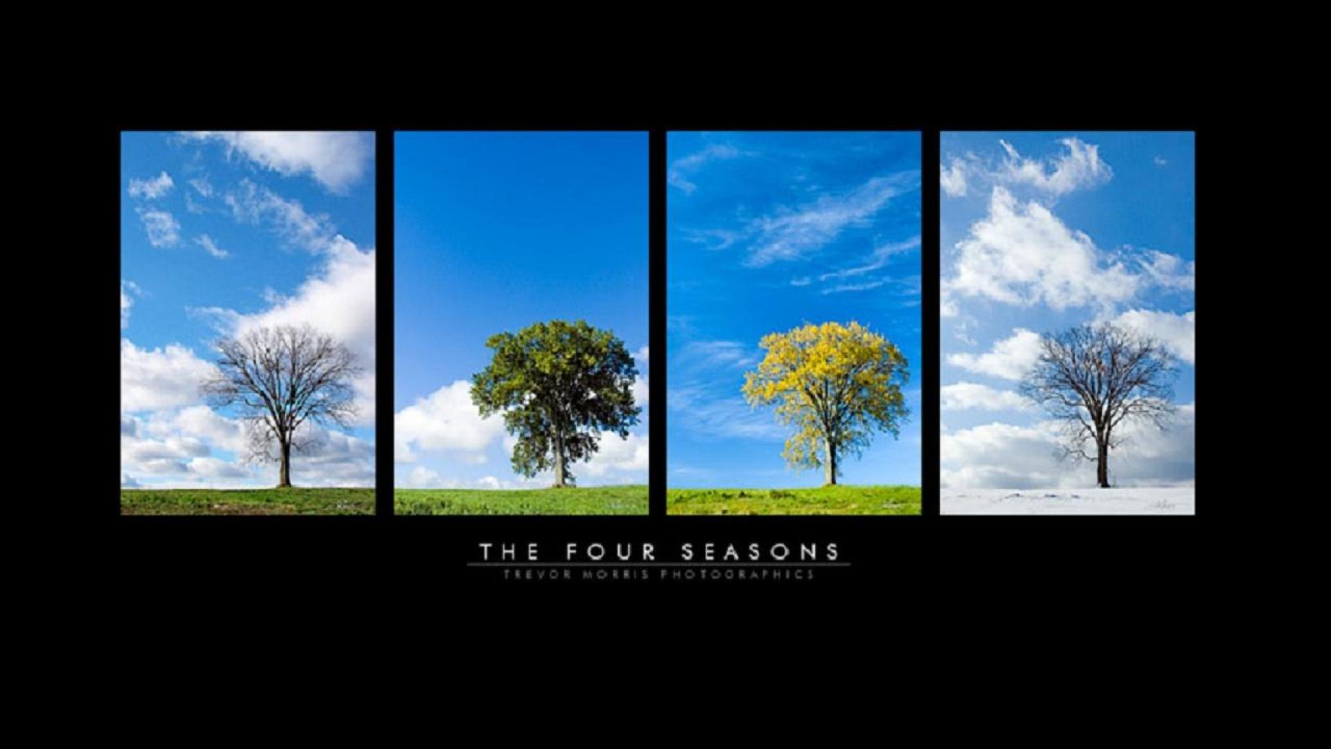 Tree Four Seasons Hd , HD Wallpaper & Backgrounds